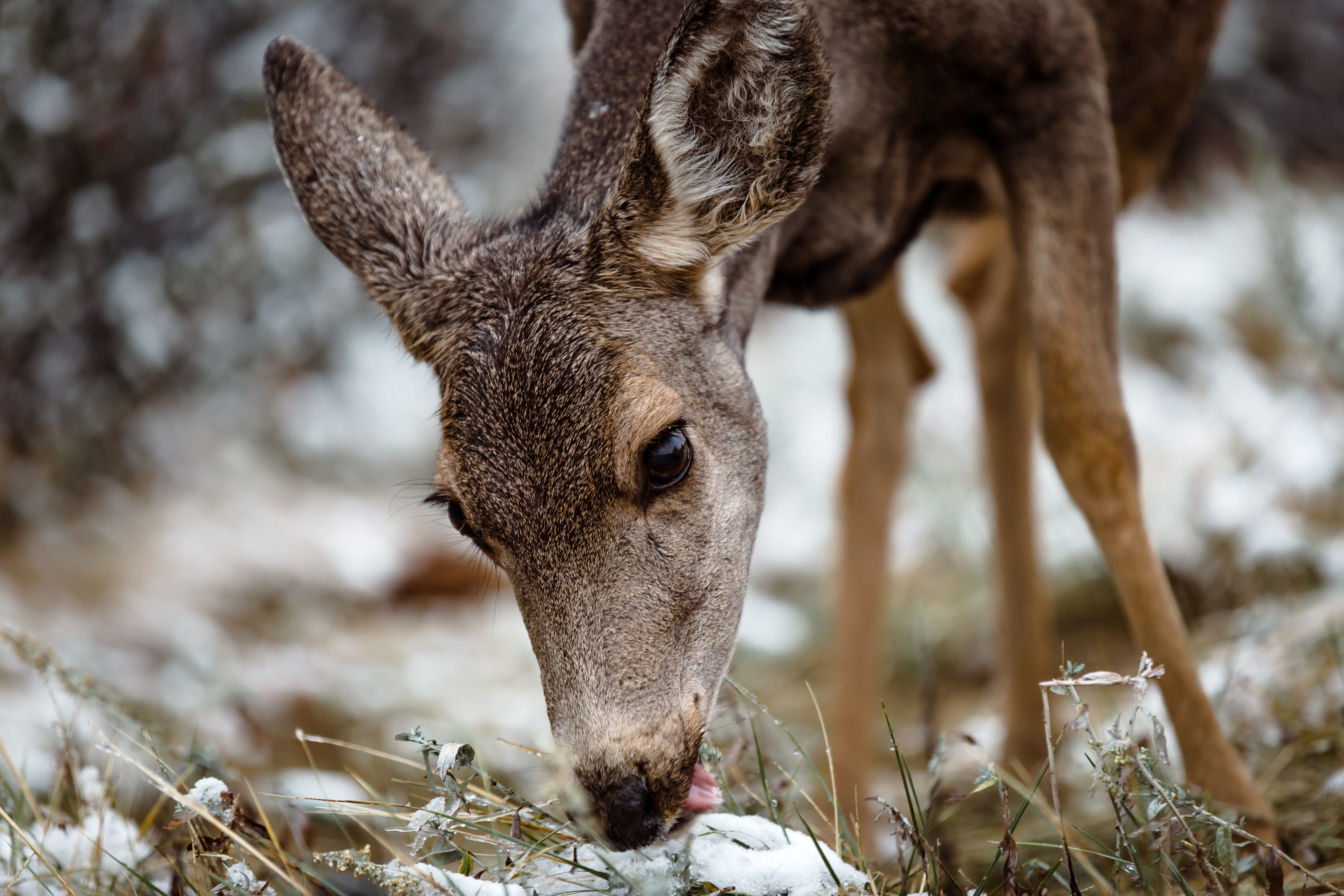 nature, one animal, animal themes, focus on foreground, snow, co, 5K, deer, land, doe, mammal, hd background, animal, rock mountain national park, animal wildlife, HD Wallpaper