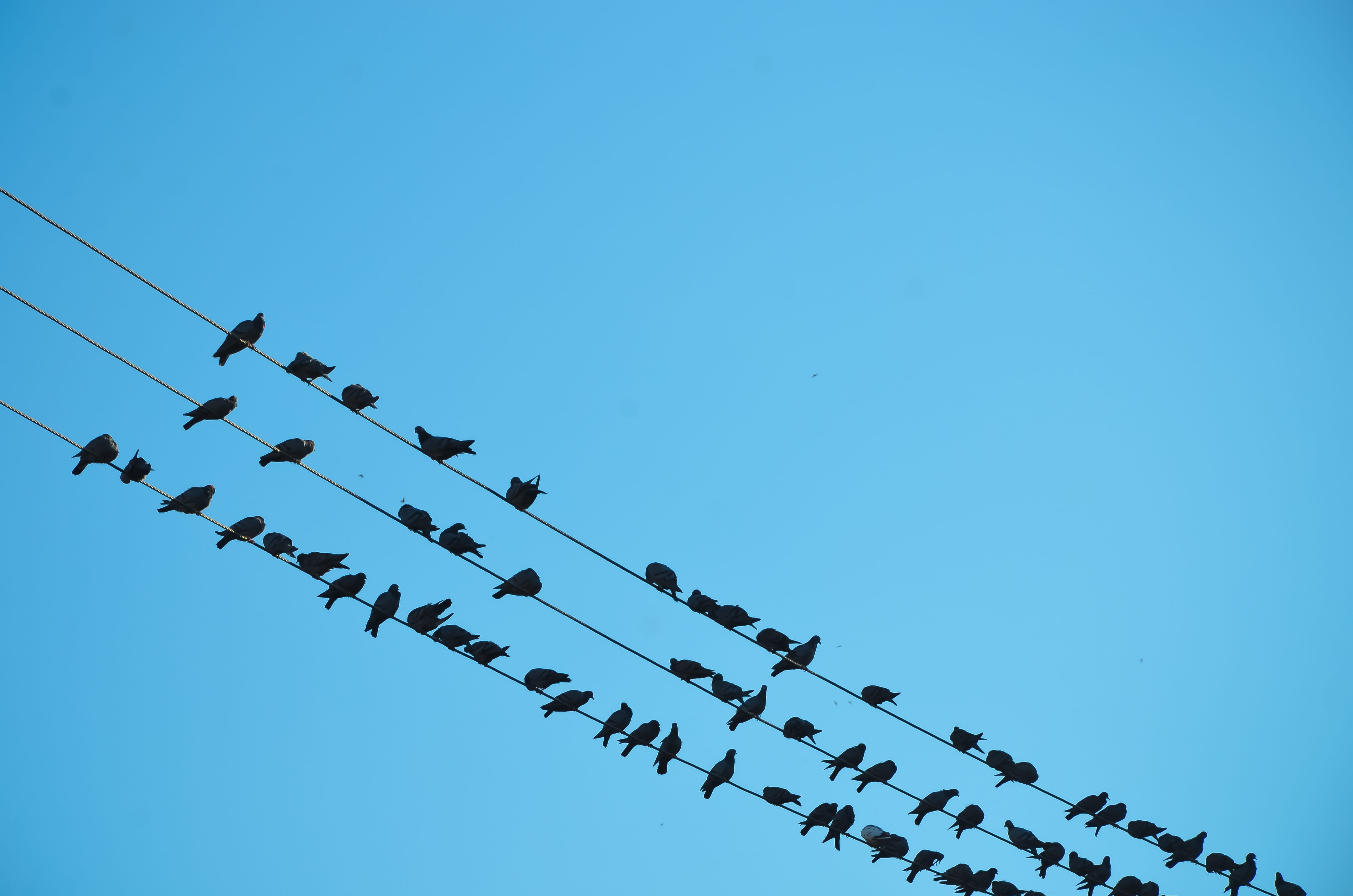 sky, group of animals, jodhpur, animals in the wild, flock of birds, telephone line, wire, power supply, animal, queue, birds, electricity, day, clear sky, HD Wallpaper