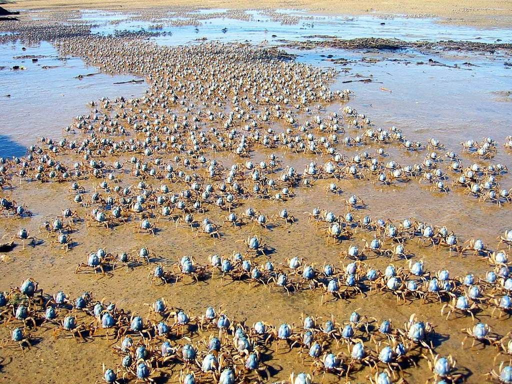 art, queues, 480P, animals, hd, crabs, HD Wallpaper