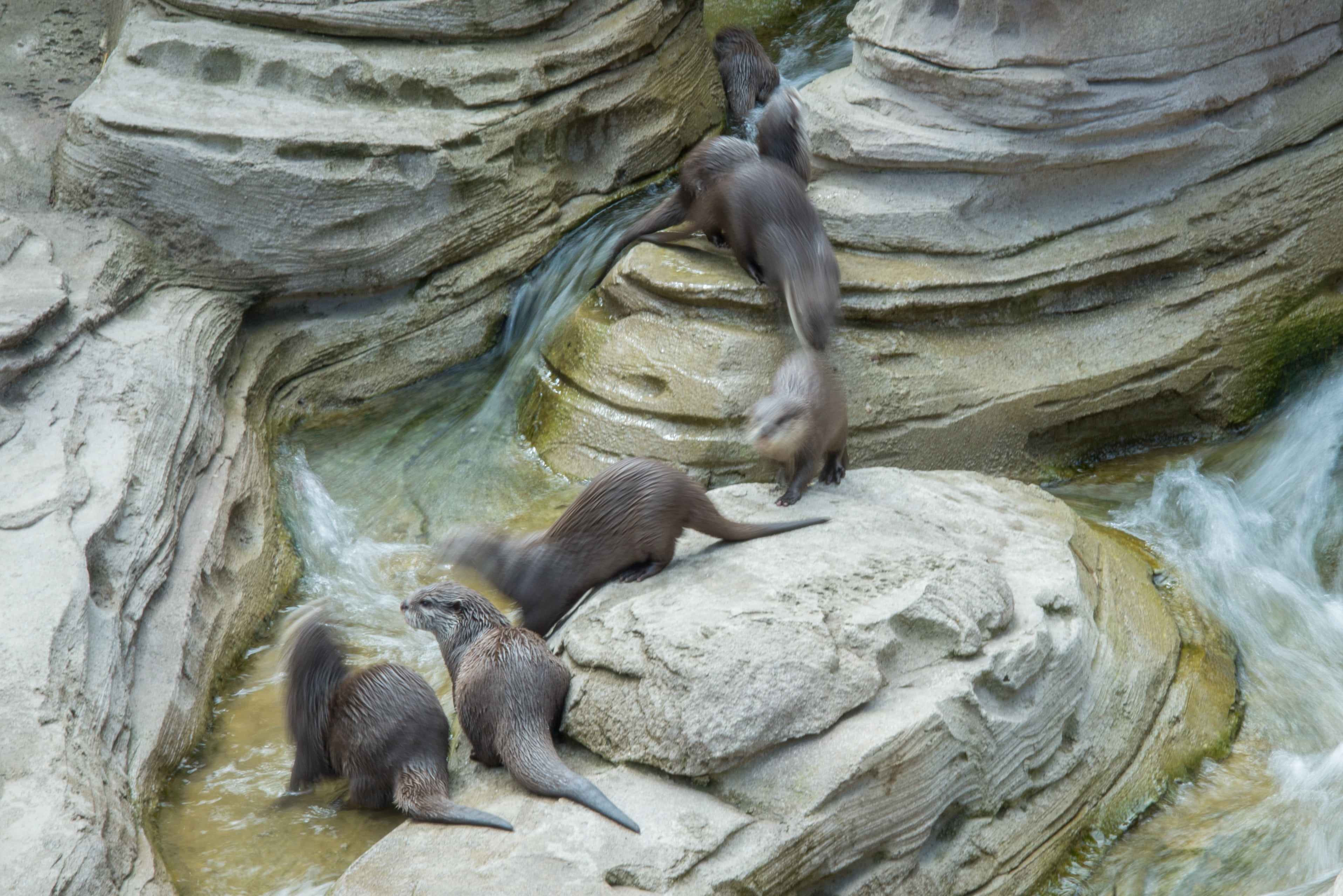 rock formation, water, zoo, group, boulder, rock, beauty in nature, dwarf, cute, rock - object, line, outdoors, hunting, animal, 2K, nature, family, flowing water, HD Wallpaper