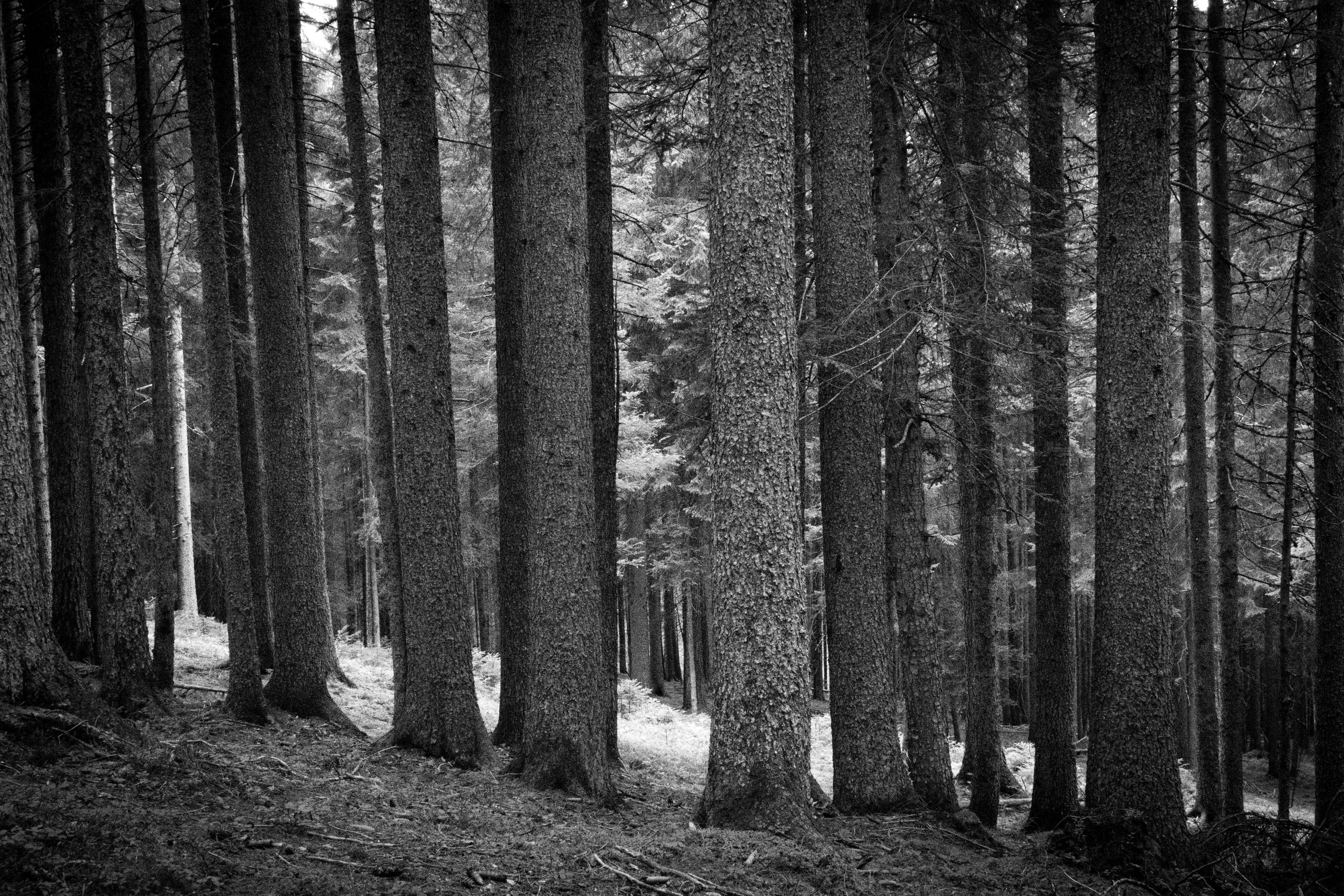 non-urban scene, tree trunk, nikon, coniferous tree, growth, beauty in nature, landscape, alps, 35mm, 5K, forest, nature, trunk, bendandi, italy, remote, HD Wallpaper