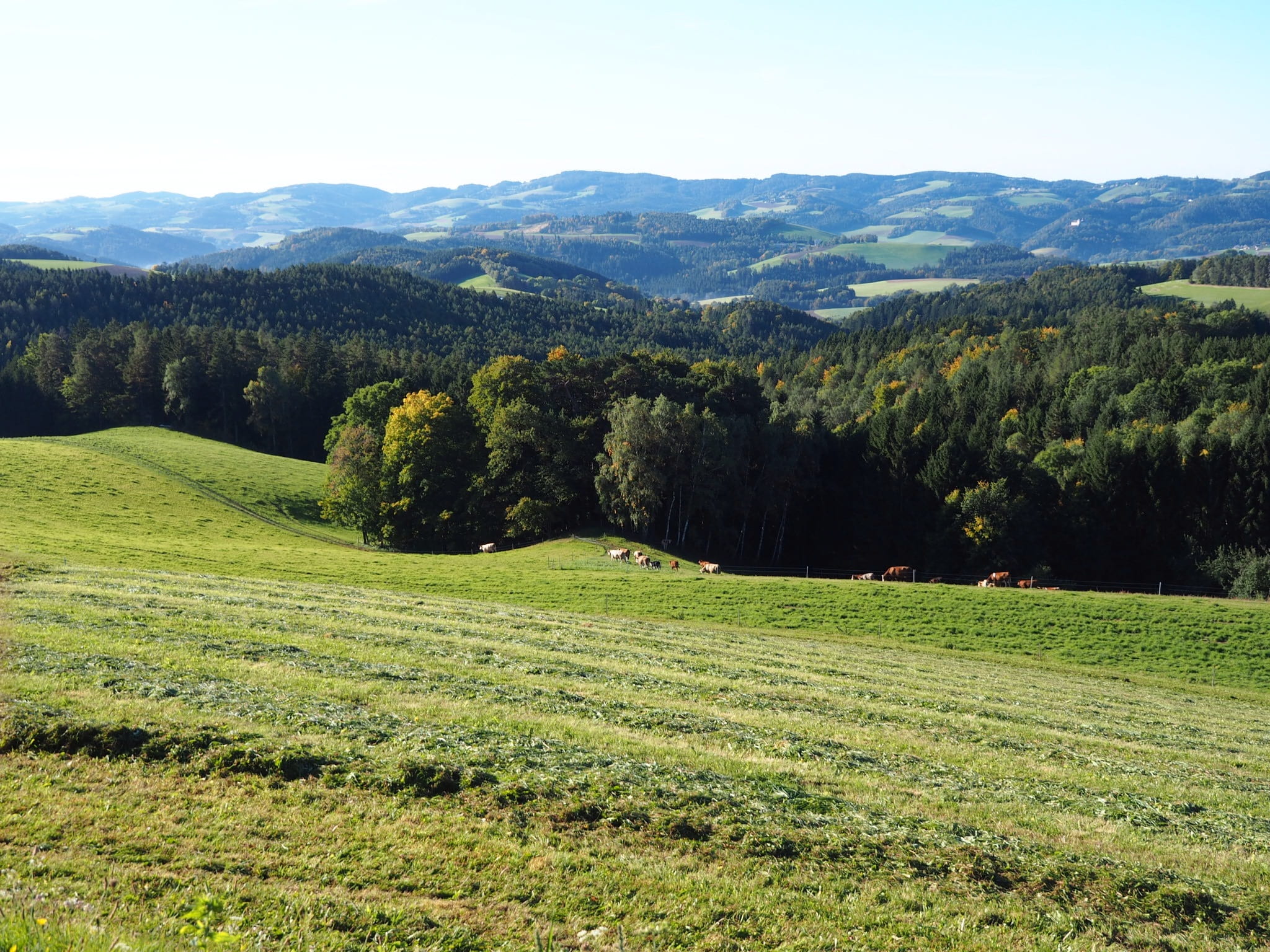 landscape, no people, growth, swing, austria, mountain, tranquil scene, meadow, rolling landscape, bucklige welt, coniferous tree, outdoors, green color, HD Wallpaper
