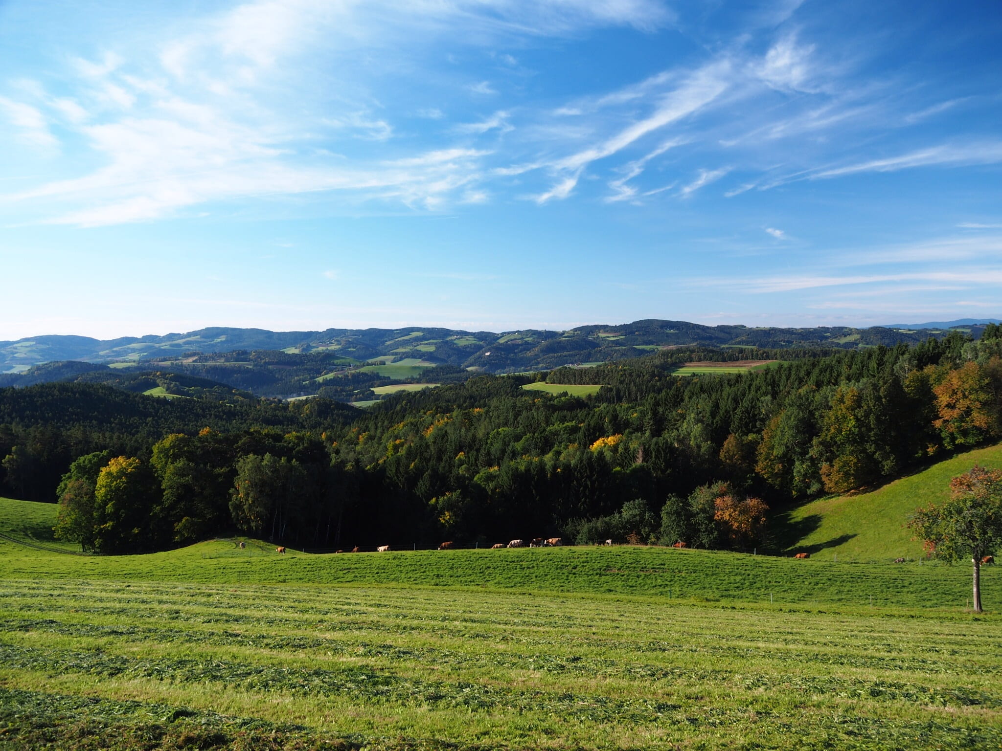 tranquil scene, relaxation, rest, non-urban scene, growth, recovery, meadow, nature, sky, environment, cloud - sky, green color, beauty in nature, rolling landscape, HD Wallpaper