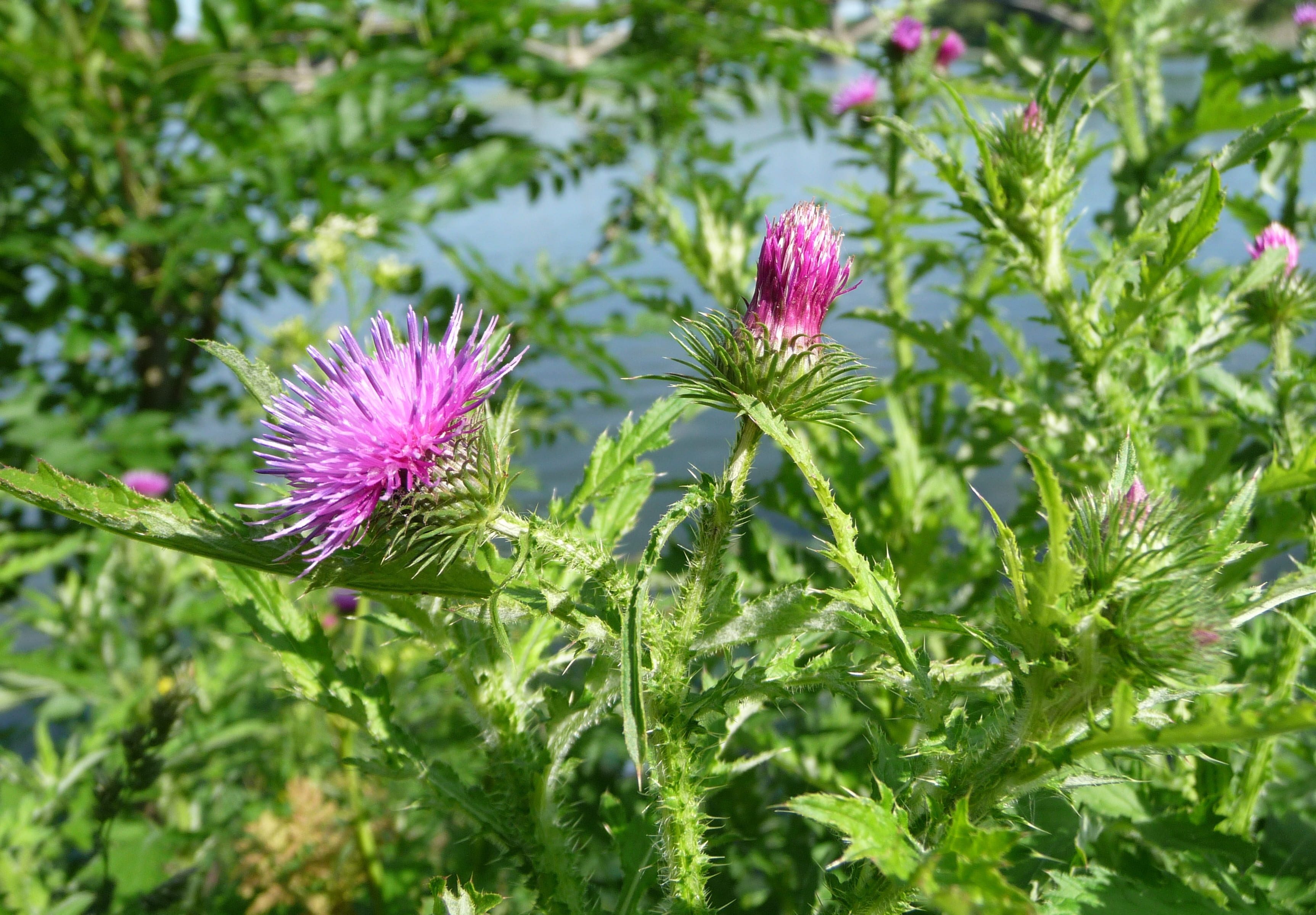 purple, outdoors, 2K, welted thistle, fragility, no people, thistle, plant part, close-up, beauty in nature, plant, vulnerability, head, blossom, spiny, HD Wallpaper