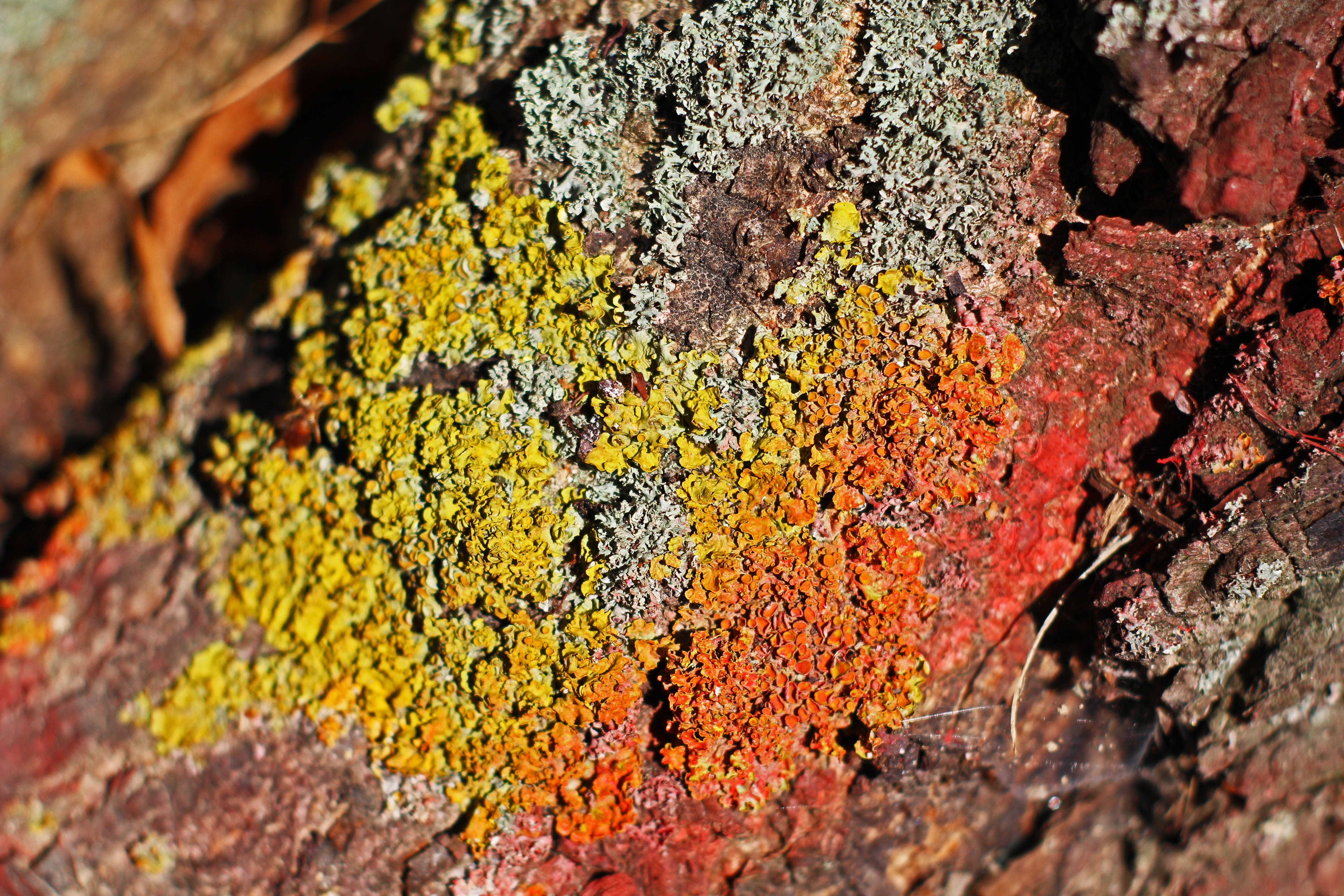 tribe, cracked, ridge, lichen, log, chestnut, trunk, close-up, moss, tree bark, weathered, day, tree trunk, growth, plant, rauh, chestnut tree, nature, HD Wallpaper