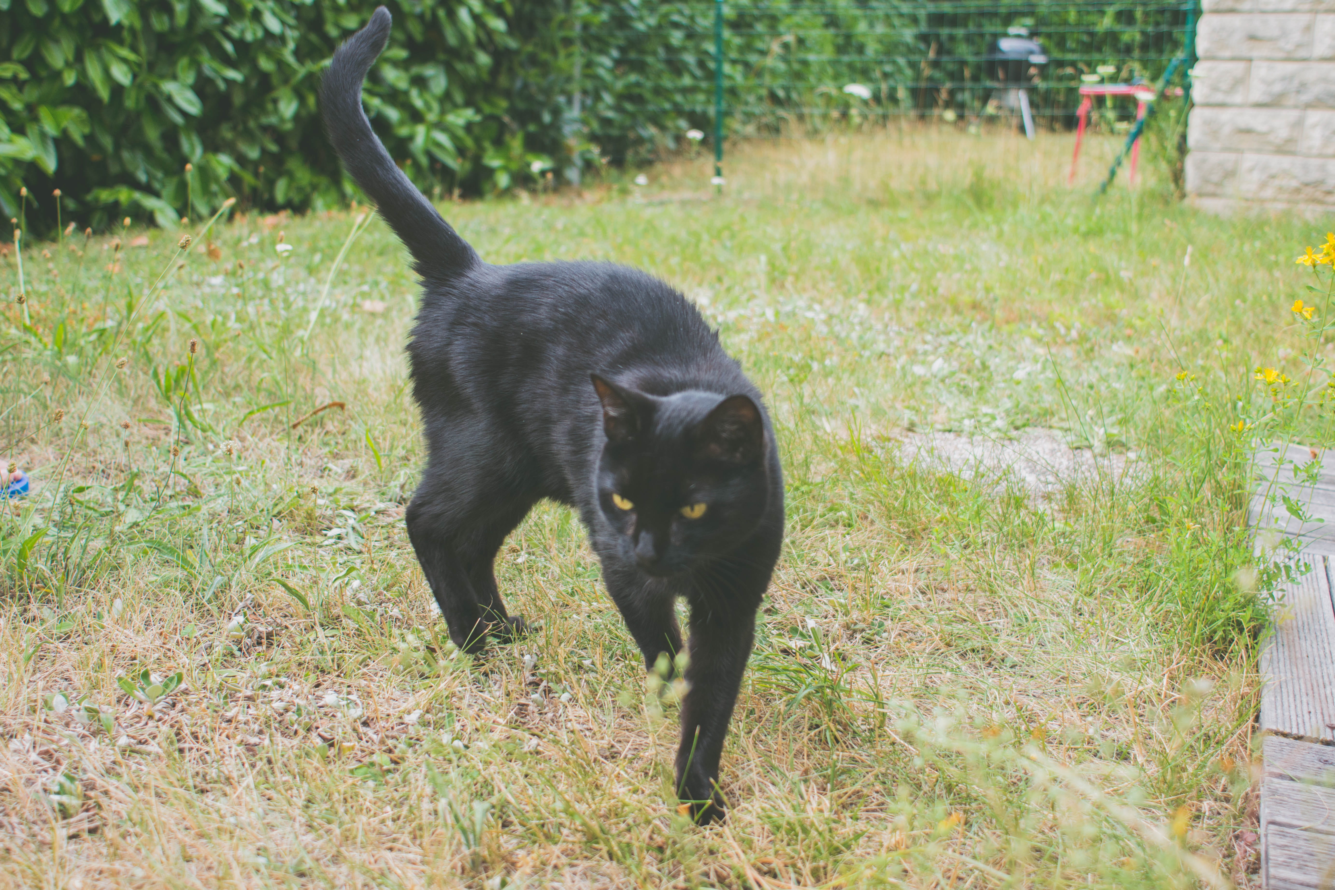 strap, mulhouse, canine, land, 5K, alloy wheel, vertebrate, animal themes, cat, leash, no people, mammal, wheel, france, day, nature, tire, plant, domestic cat, HD Wallpaper