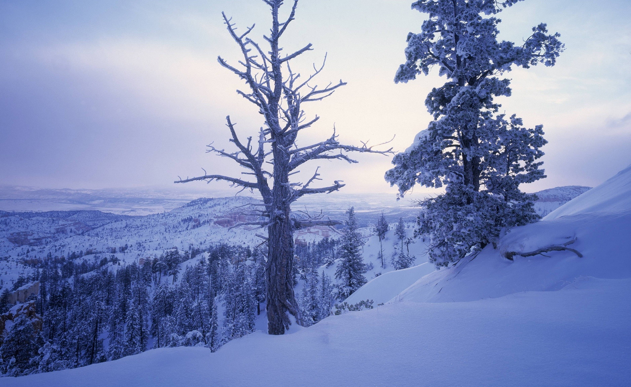 landscape, nature, cold temperature, 1080P, bare tree, scenics - nature, land, environment, plant, winter, deep snow, sky, covering, no people, trees, HD Wallpaper