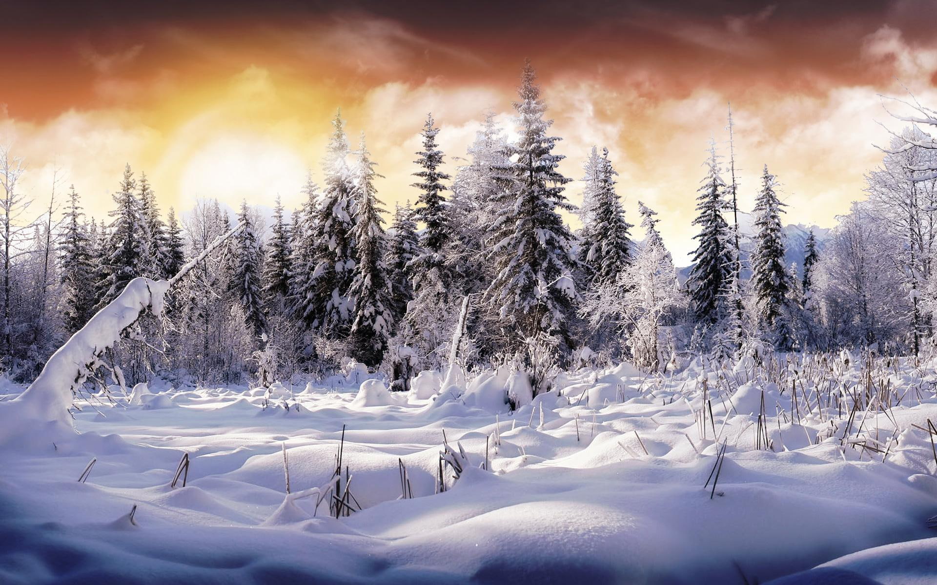 snow, version, winter day, trees, winter, wonderland, 1080P, forest, deep snow, cold place, snow on trees, nature, second, wonderl, HD Wallpaper