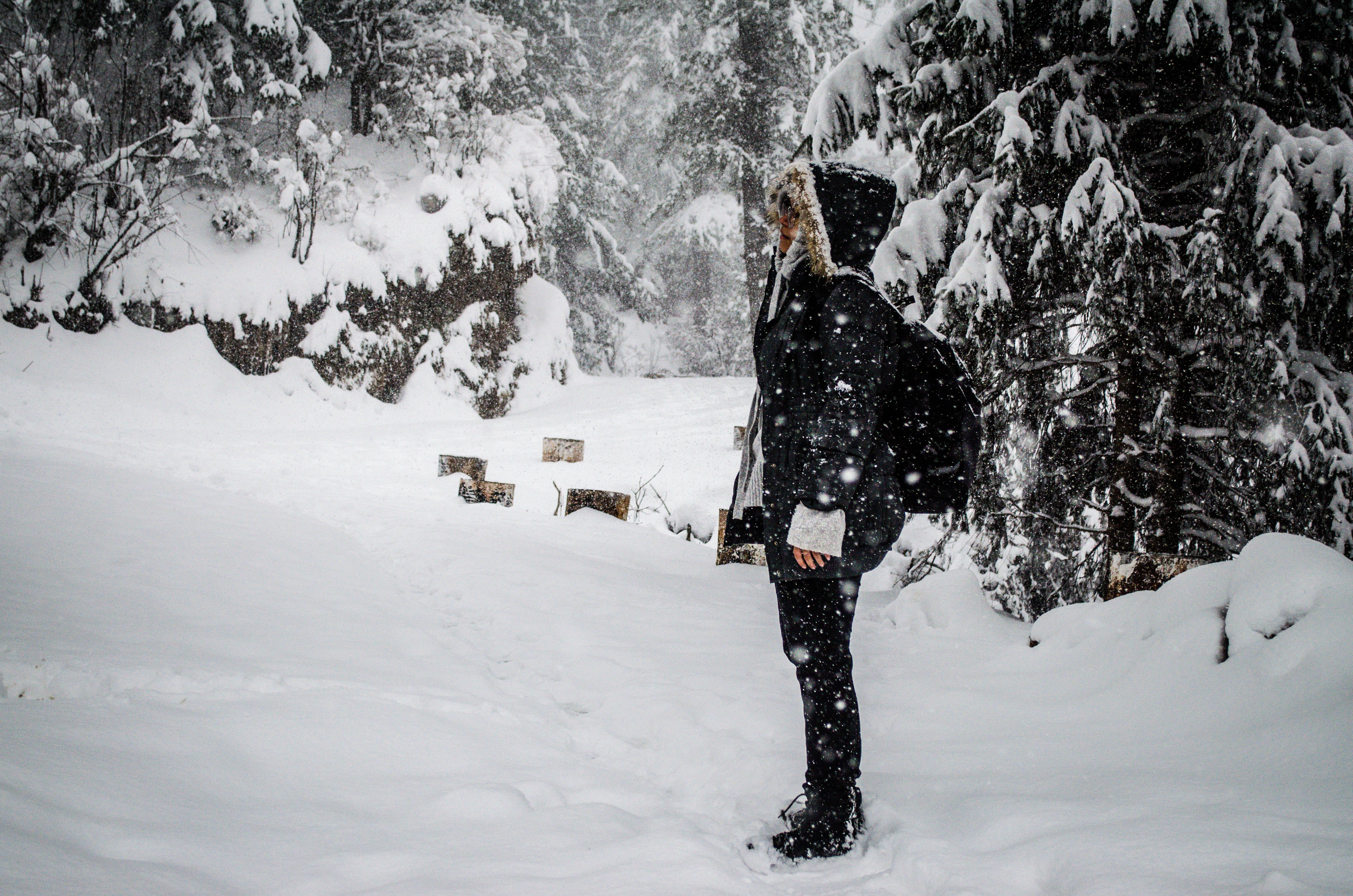 deep snow, plant, extreme weather, india, covering, leisure activity, real people, beauty in nature, winter, outdoors, shimla, land, day, forest, trees, HD Wallpaper