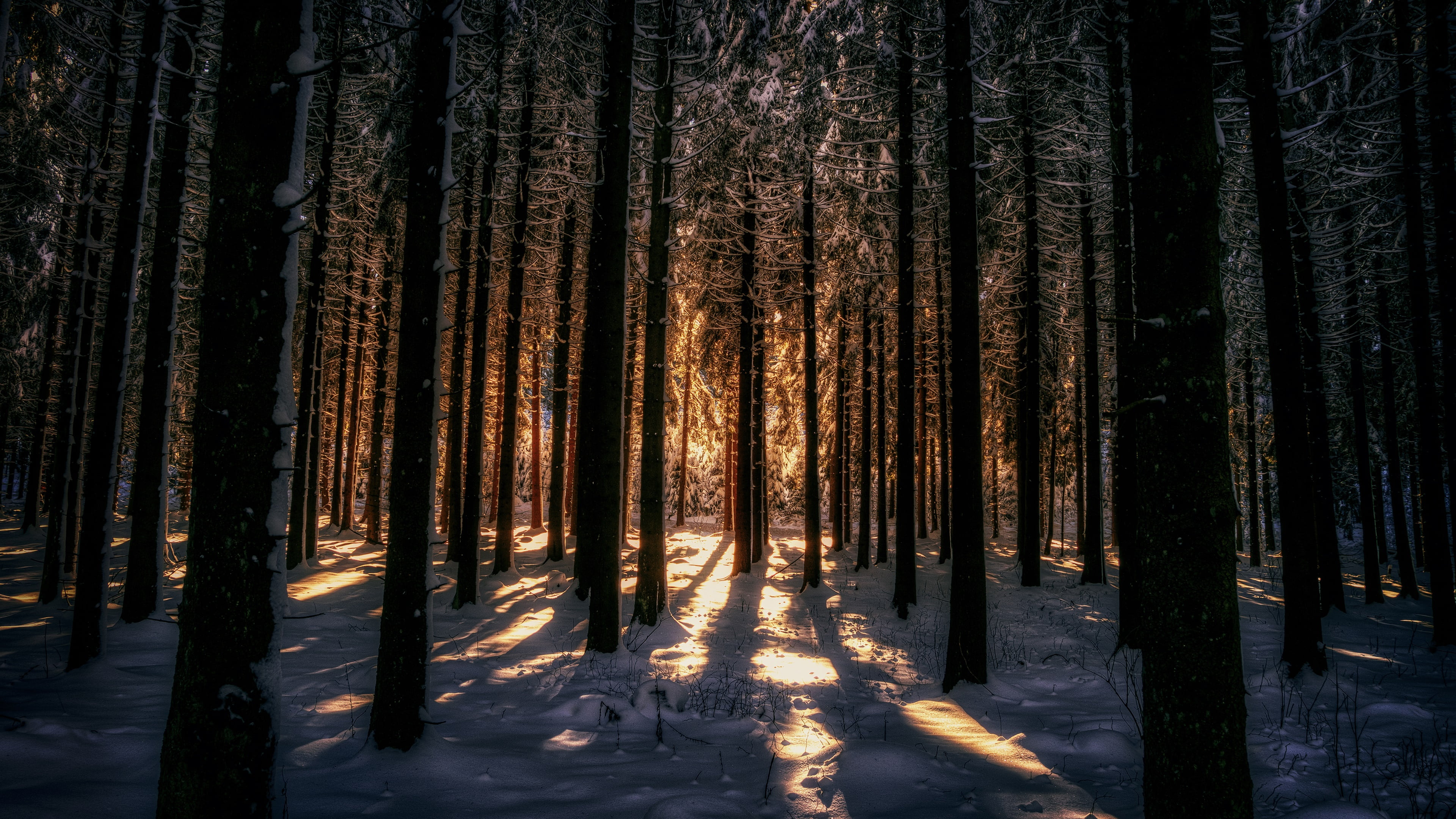 forest, day, sky, woodland, abundance, cold temperature, grove, light, tranquility, tranquil scene, outdoors, nature, winter, beauty in nature, plant, growth, HD Wallpaper