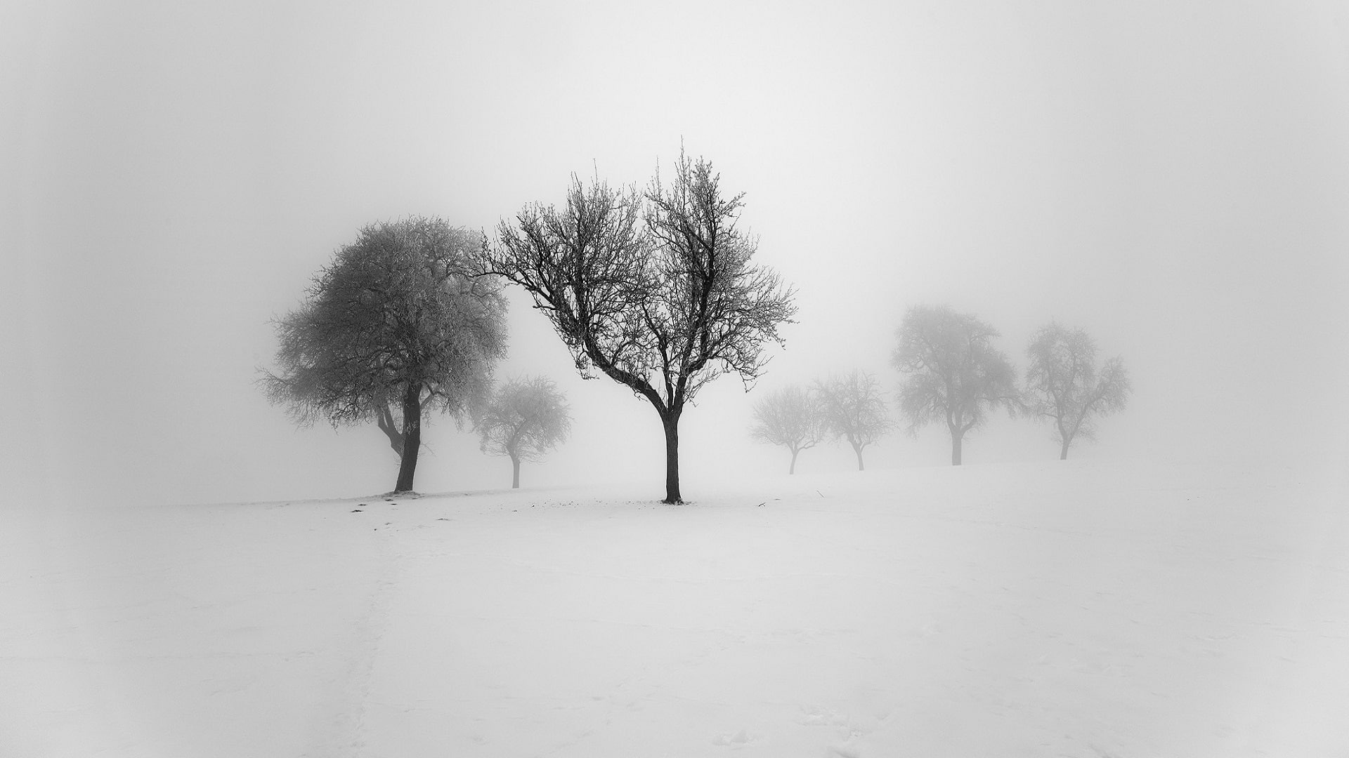 quides, field, environment, scenics - nature, cold temperature, landscape, snowing, outdoors, minds, beauty in nature, 1080P, plant, isolated, snow, no people, HD Wallpaper