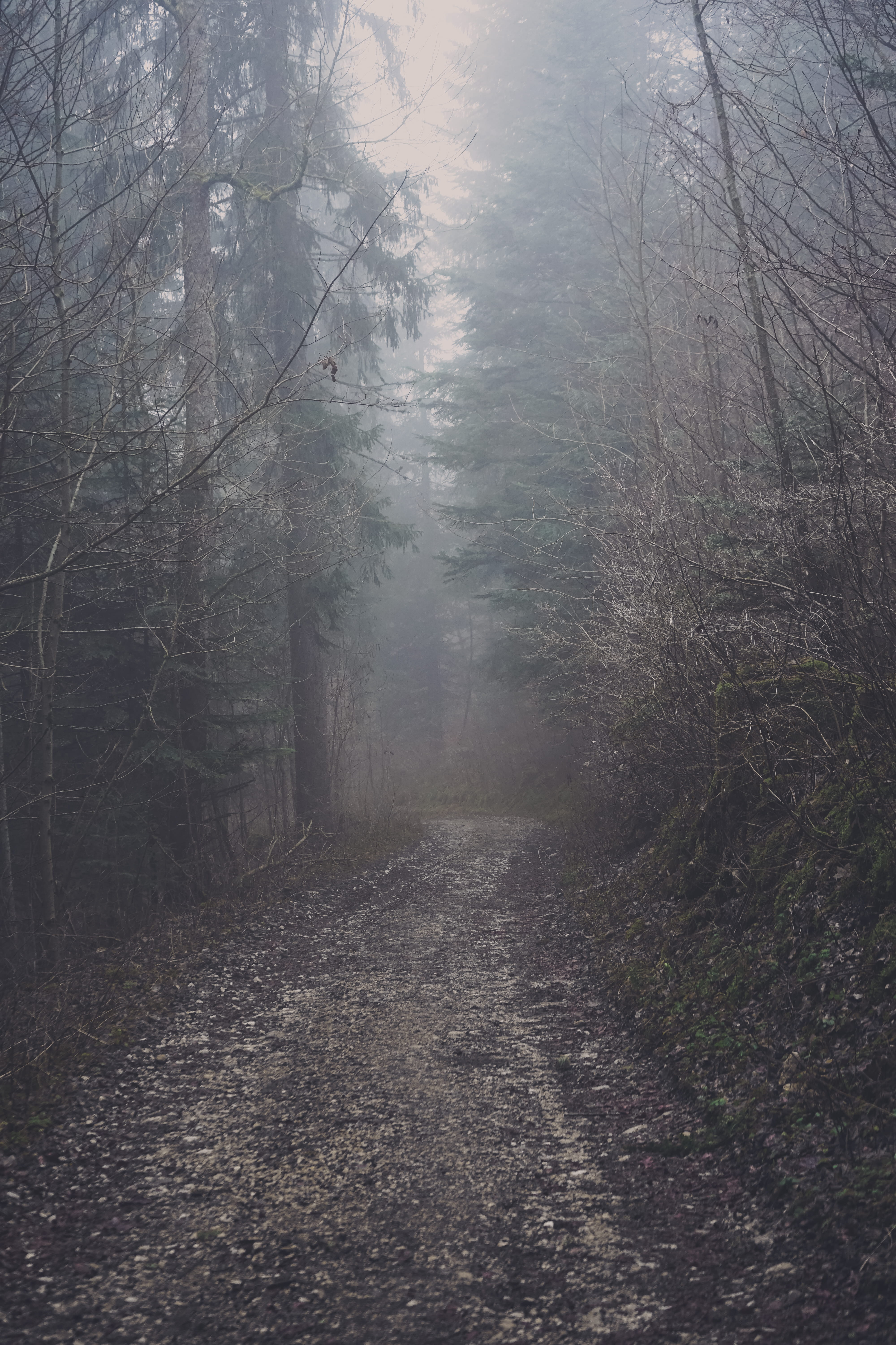 woods, tree, le locle, mist, road, trail, snow, dirt, sony a7 ii, fog, alpha, tranquil scene, outdoors, diminishing perspective, wilderness, beauty in nature, Phone HD Wallpaper