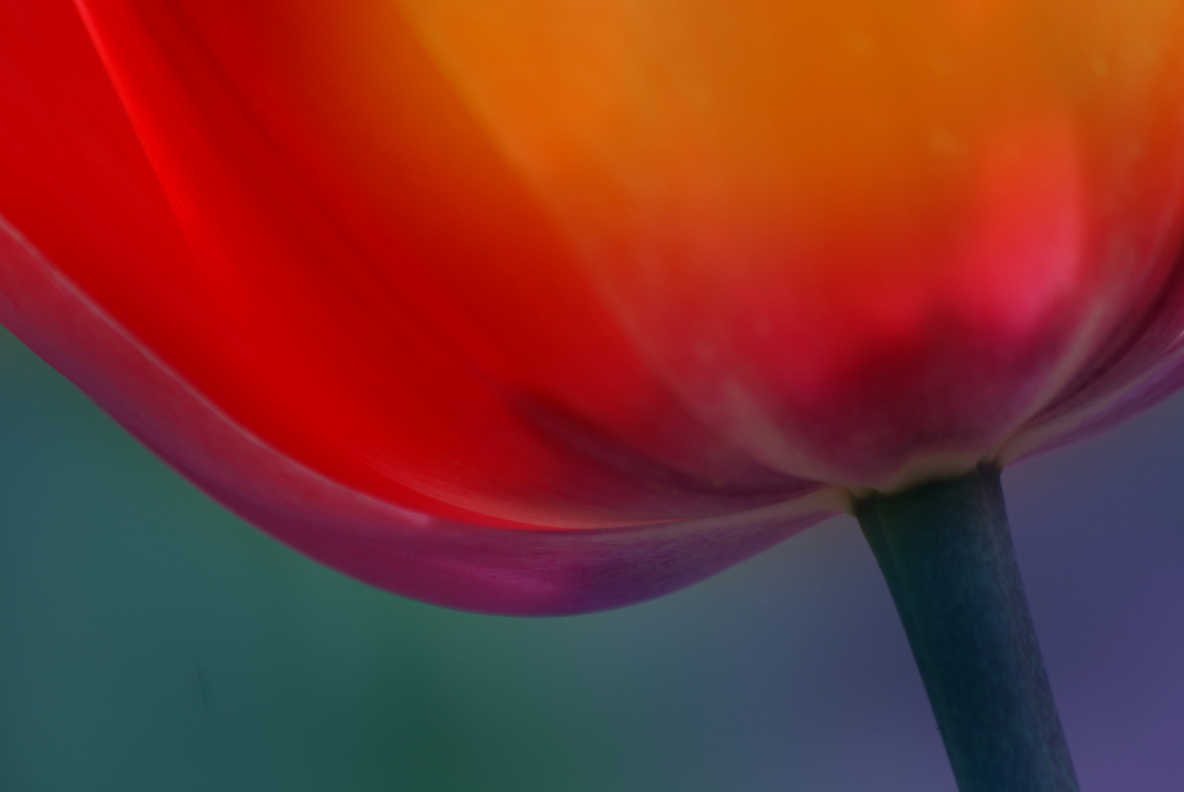 Flowers, macro, illustration, red fruit, petal, abstract, nature, plant, single Flower, Sony Alpha, Blooms, beauty In Nature, Colours, fruit, CC0, flower Head, HD Wallpaper