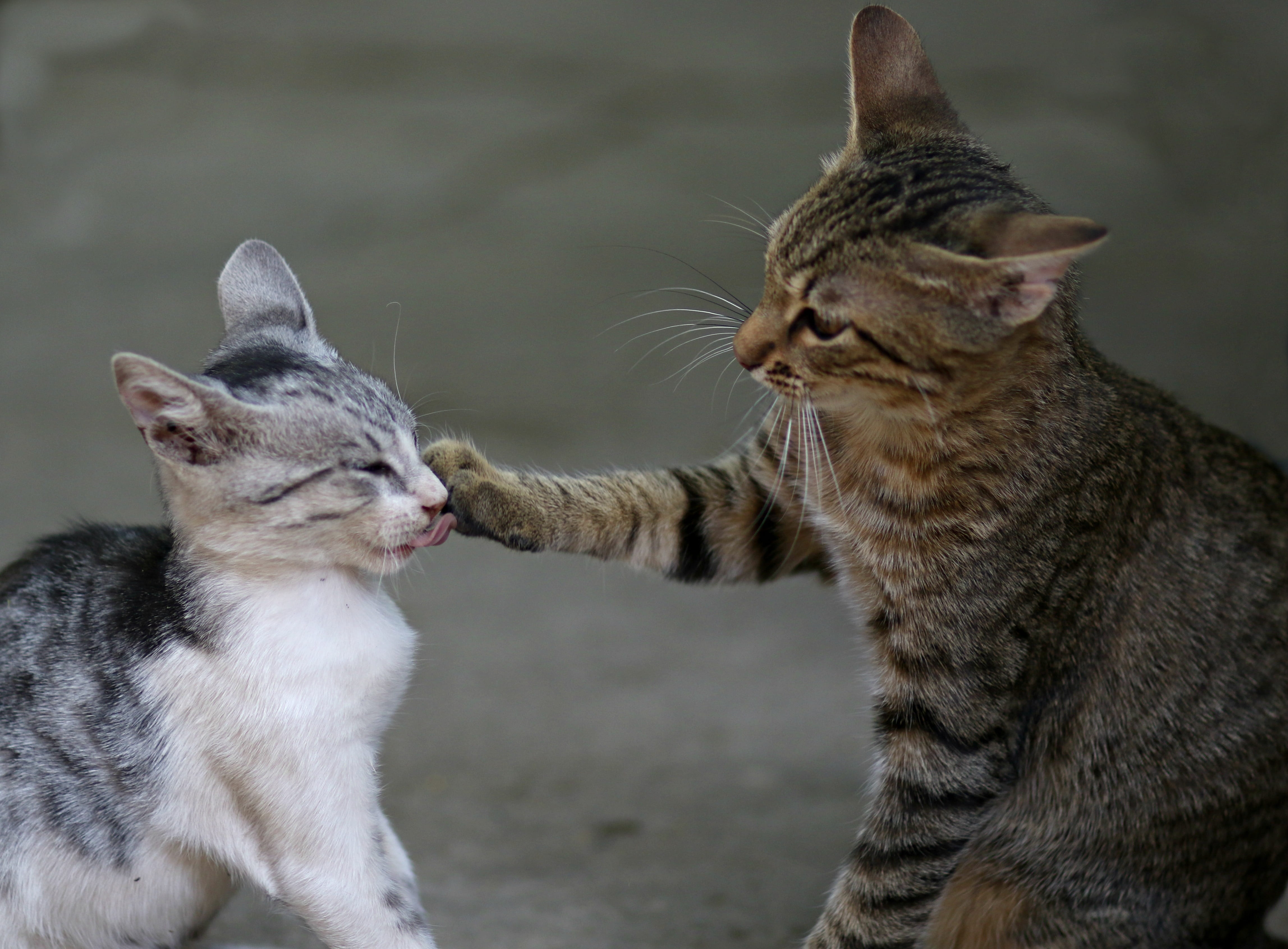 two, looking, animal, whisker, animal themes, cat, tabby, focus on foreground, day, togetherness, pets, play, animals, group of animals, no people, feline, HD Wallpaper