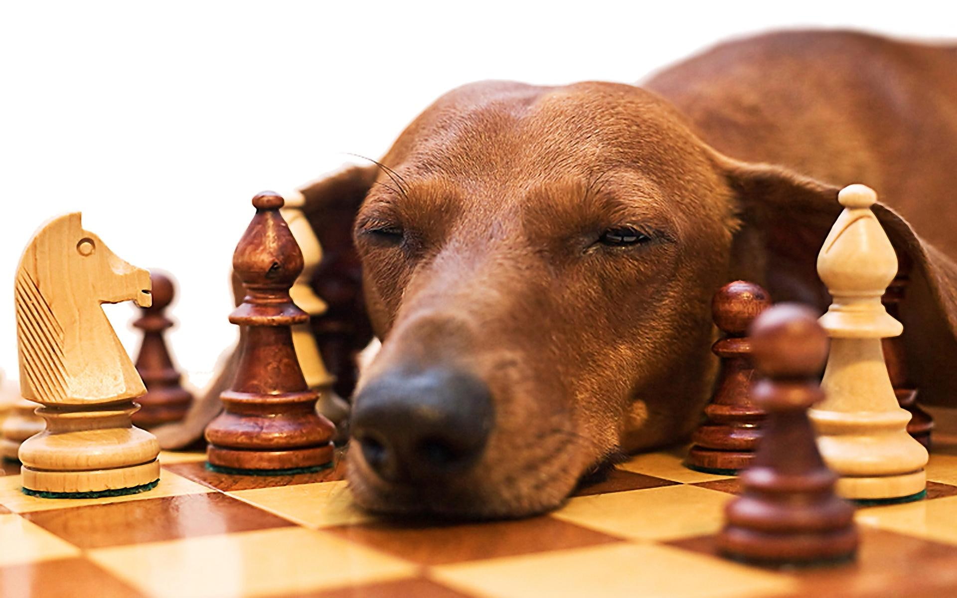 chess, cute, oh, god, 1080P, playing, dashshund, animals, sleep, m, game, tired, HD Wallpaper