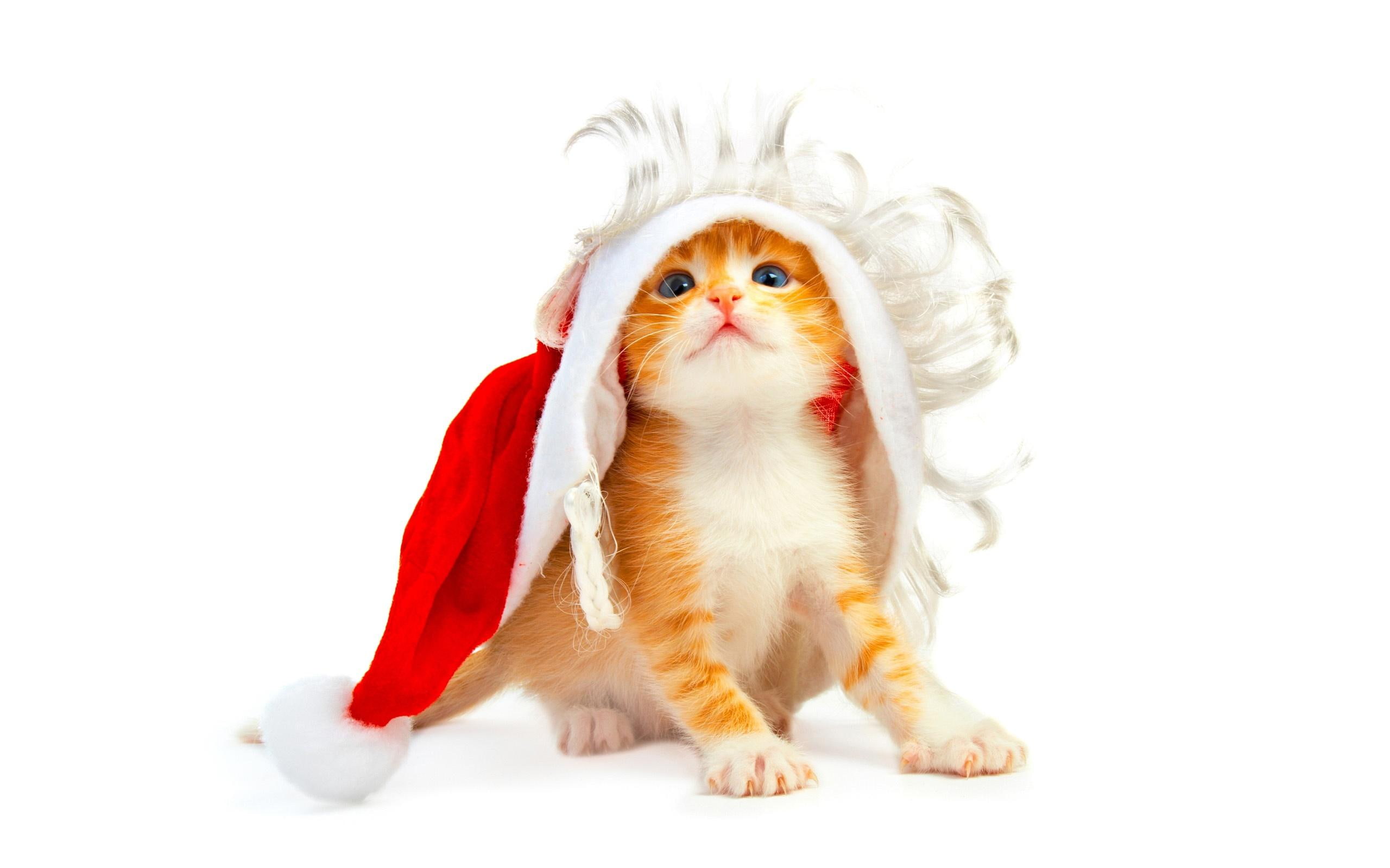 adorable, animals, christmas, cat, 2K, cute, x-mas, funny, widescreen, HD Wallpaper