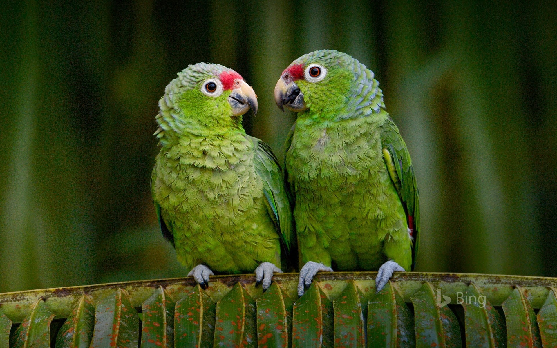 animals, parrot, 1080P, birds, HD Wallpaper