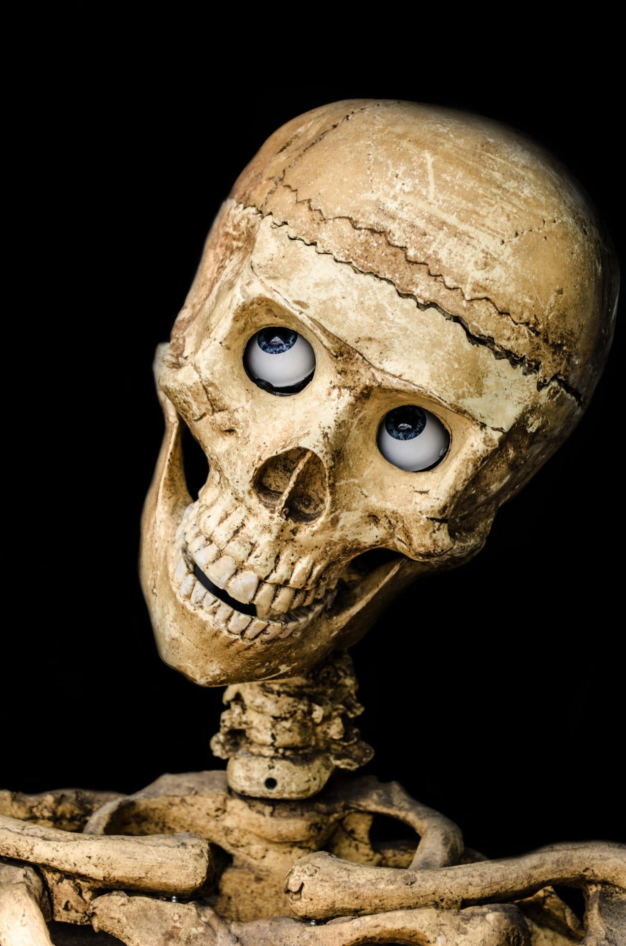 1080P, dramatic, human skeleton, human representation, scary, still life, human face, human bone, human, dummy, spooky, fear, close-up, halloween, representation, Phone HD Wallpaper