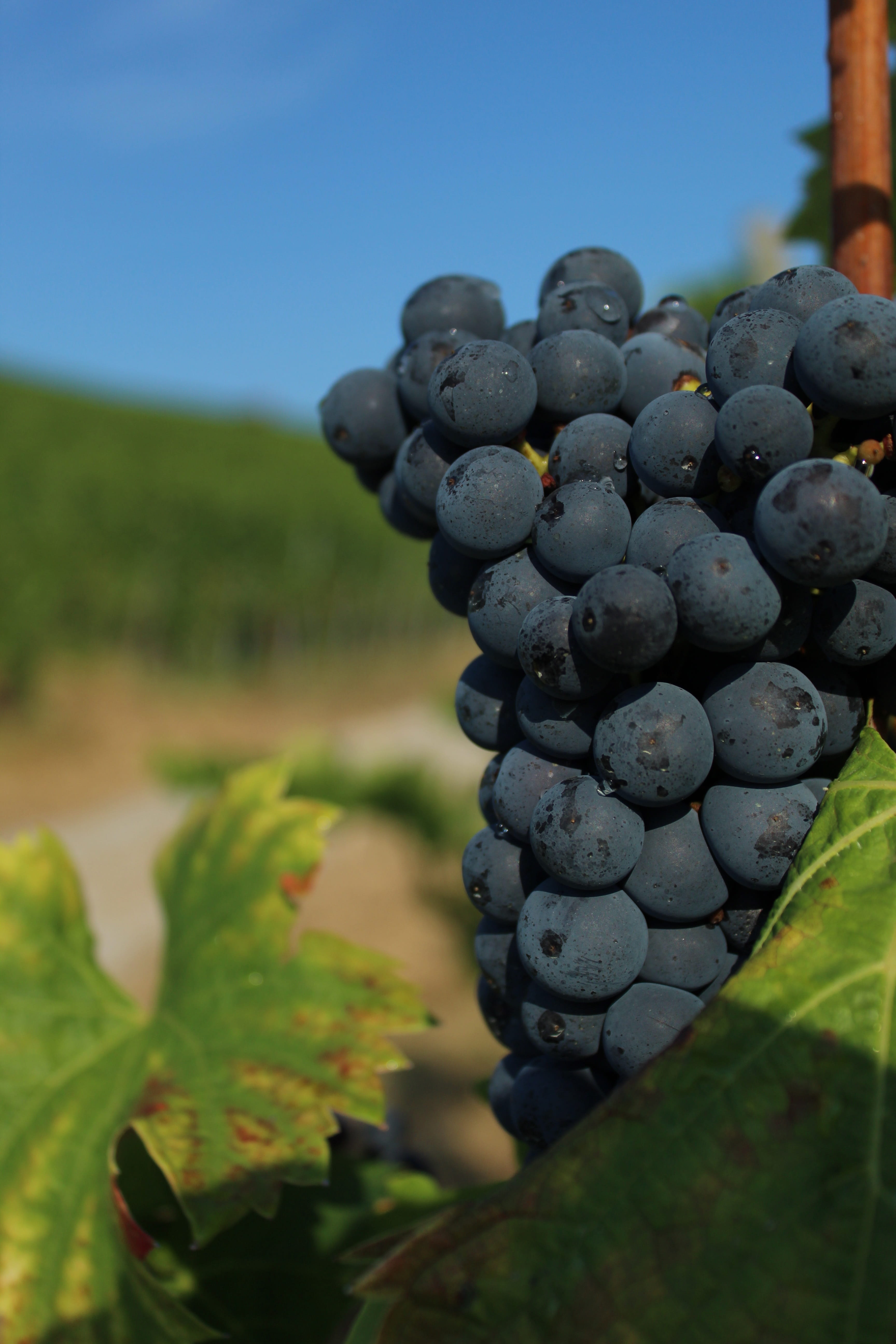 fruit, outdoors, wellbeing, ripe, winemaking, healthy eating, day, 5K, agriculture, grape, food, freshness, no people, close-up, plant, the enjoyment of the wine, Phone HD Wallpaper