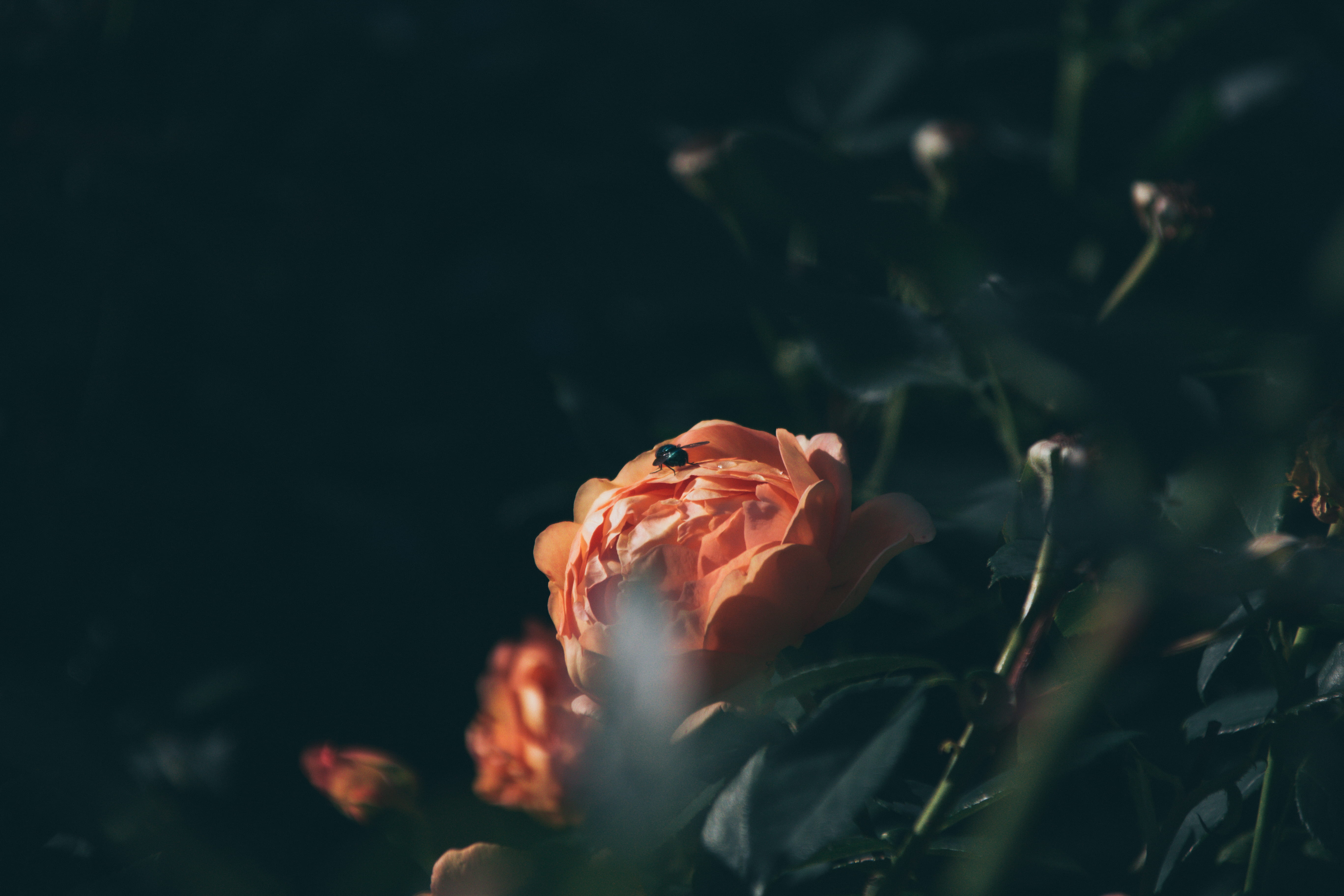 flying, plant, day, london, united kingdom, live, animals in the wild, park, freshness, selective focus, dark, animal wildlife, marine, growth, flowering plant, HD Wallpaper