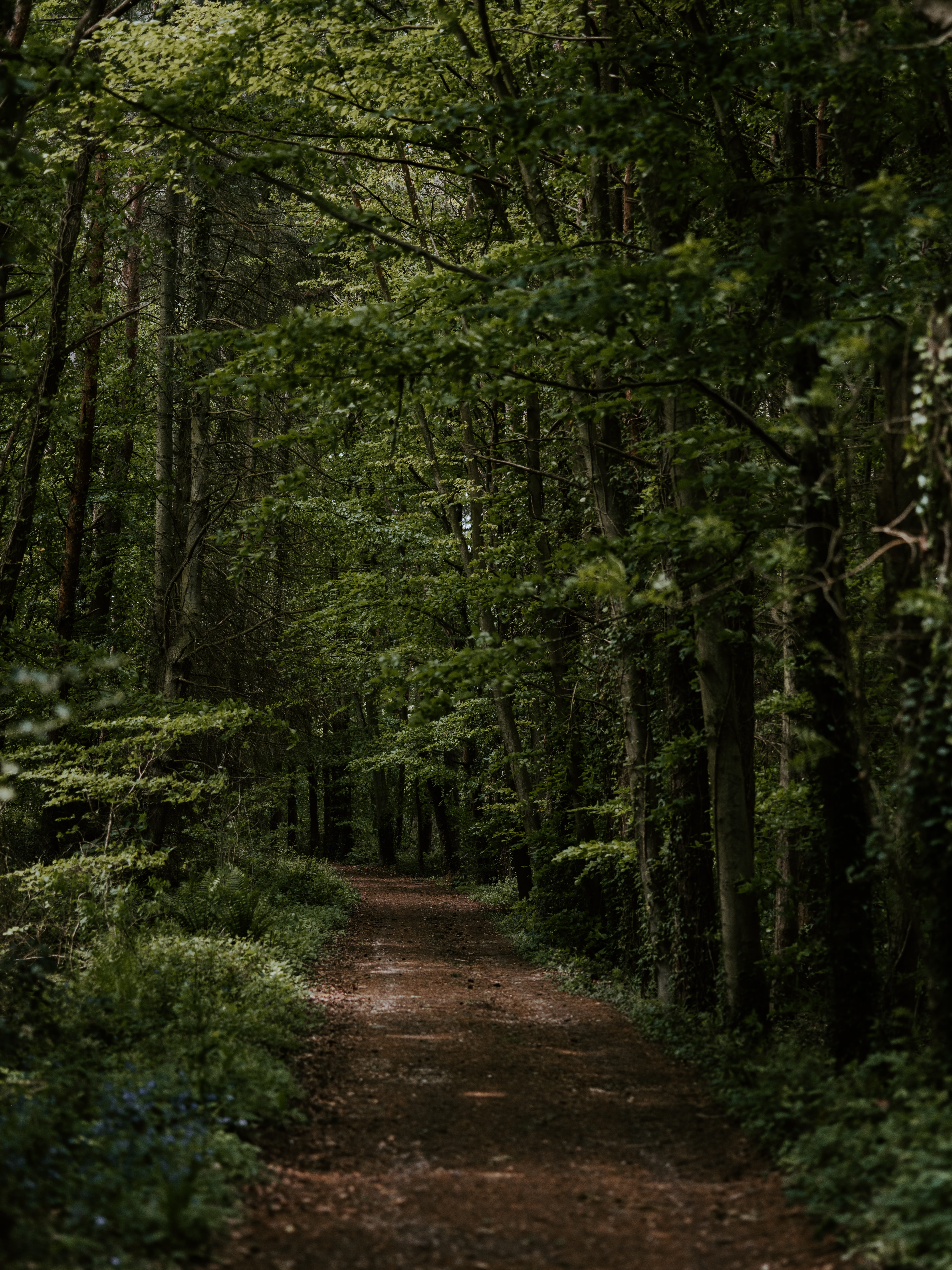 path, direction, tree, nature, trail, dirt road, the way forward, woodland, tranquil scene, day, outdoors, ground, walkway, jungle, plant, road, lush foliage, Phone HD Wallpaper