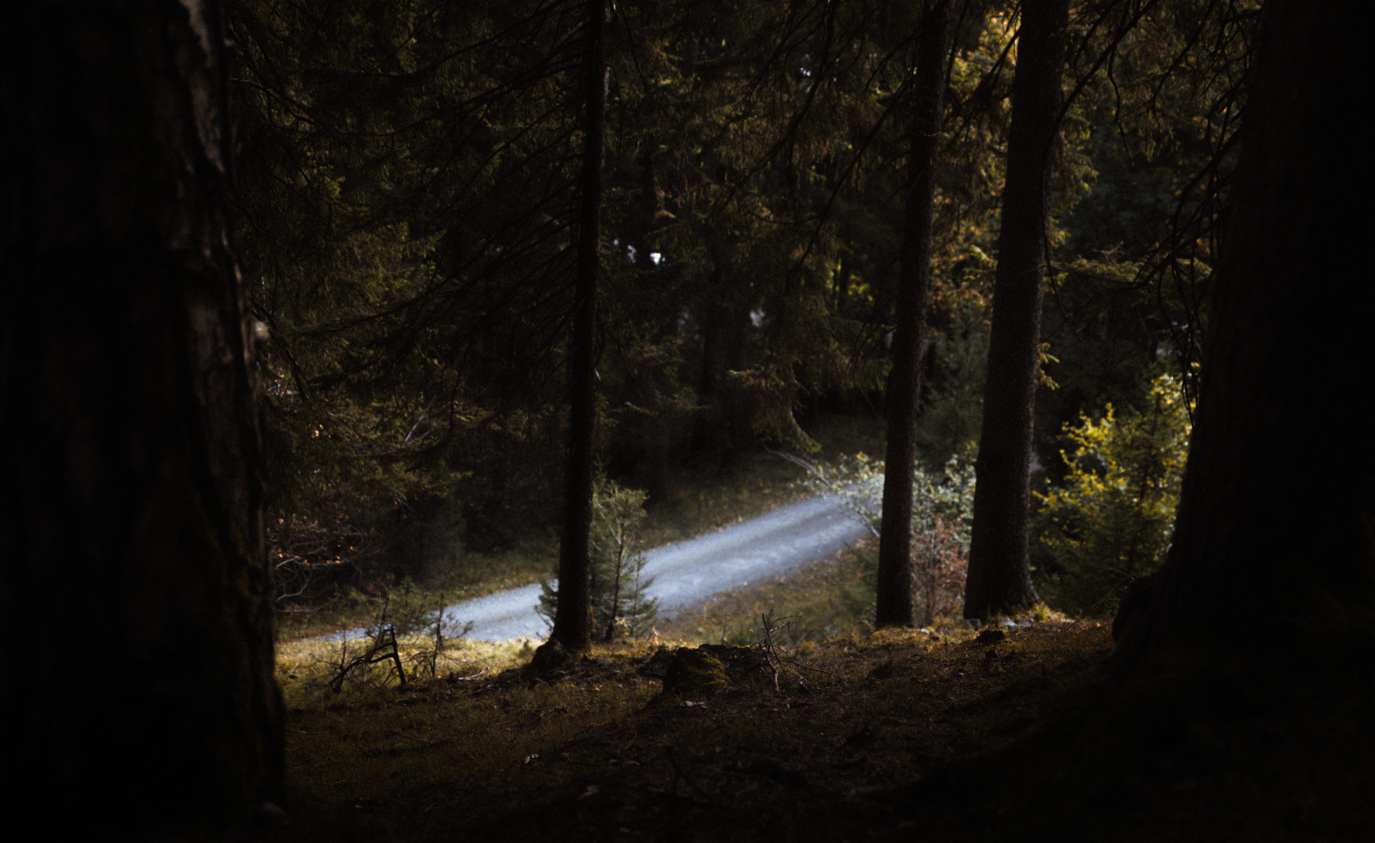 forest, vibe, water, dark, nature, woodland, motion, no people, winter is coming, scenics - nature, outdoors, land, leafe, 5K, image, HD Wallpaper
