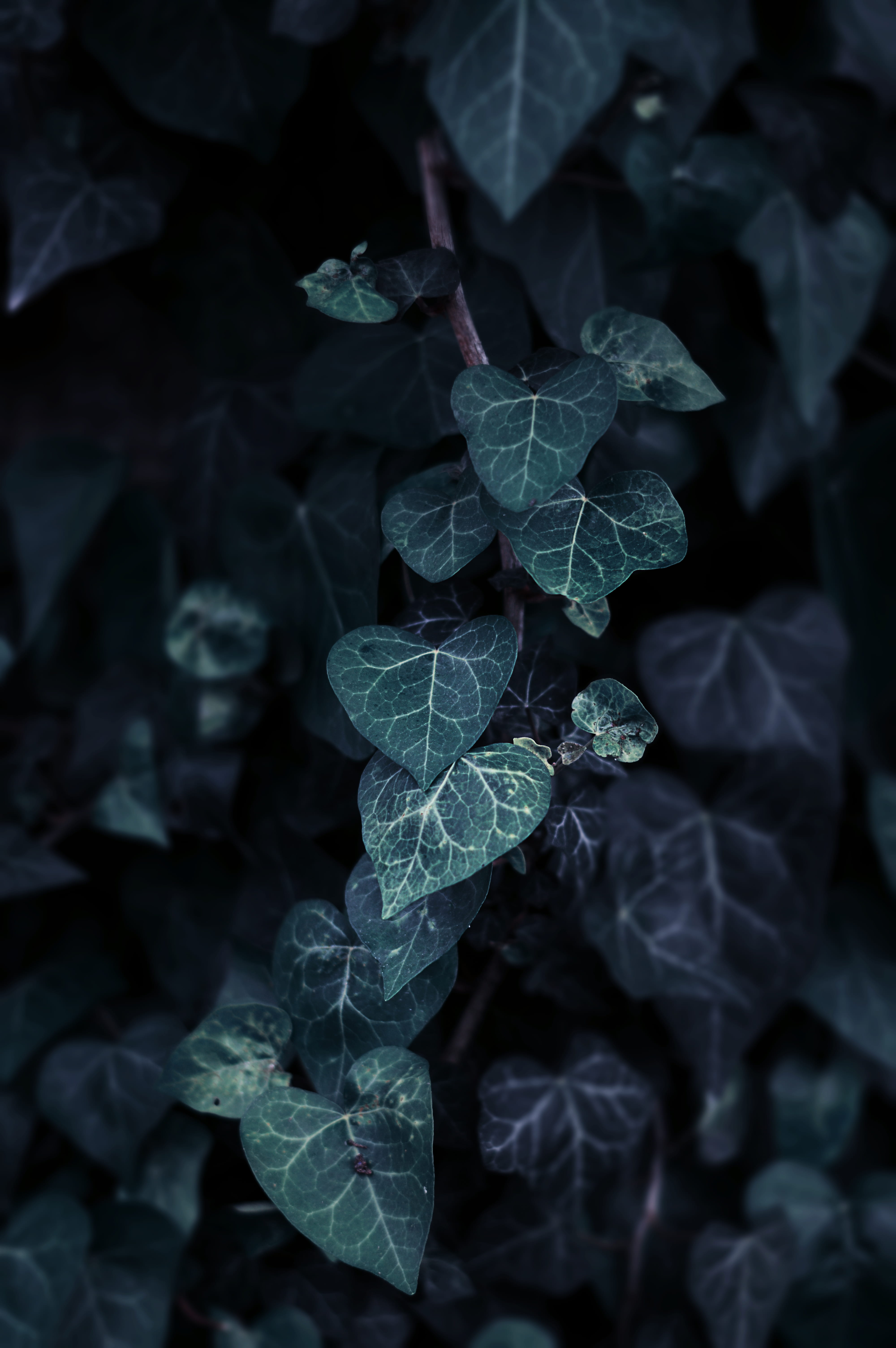 nature, tree, purple, focus, shallow, jungle, green color, plant, field, spring, botany, focus on foreground, day, blue, leaf, flower, outdoors, high angle view, Phone HD Wallpaper