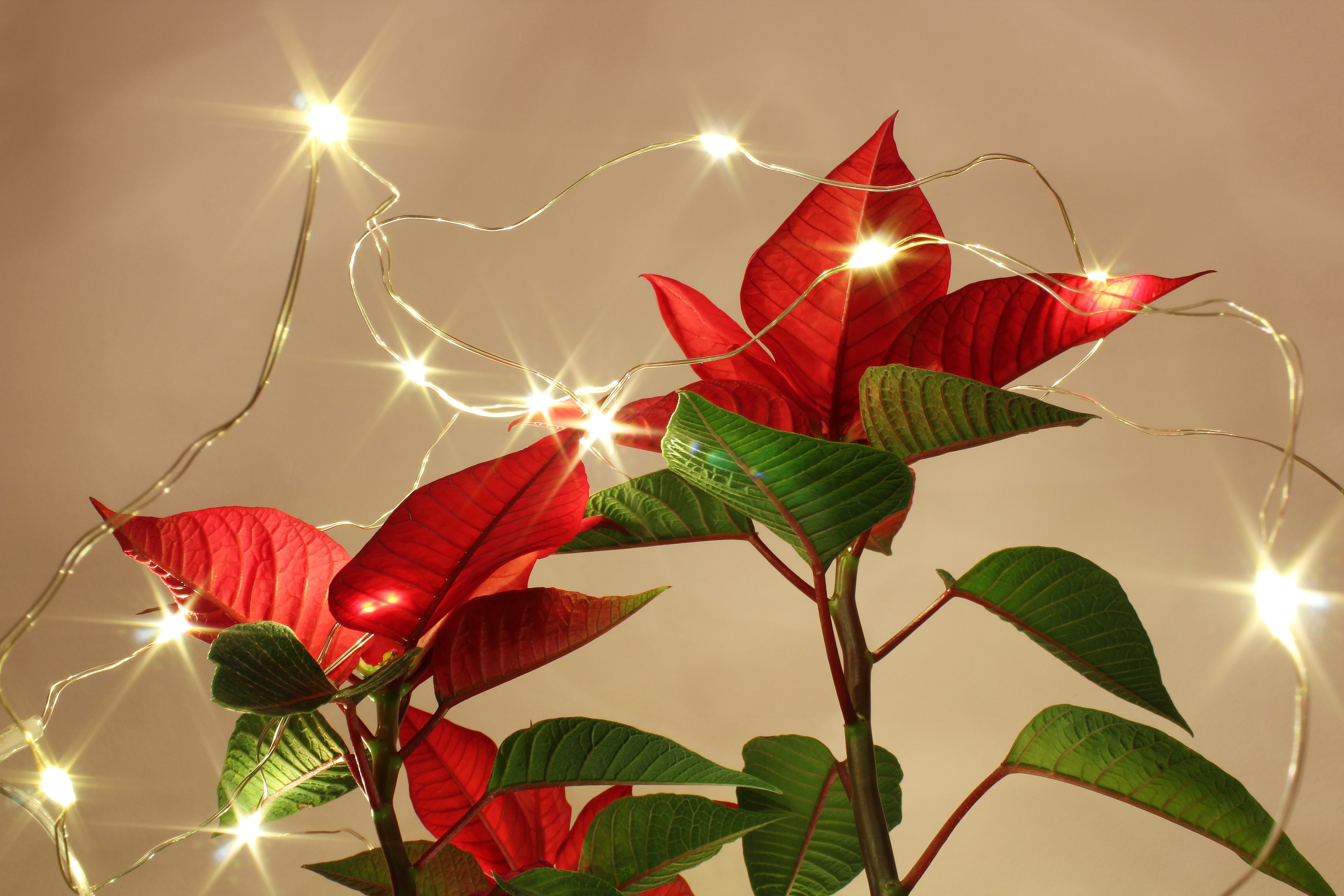 leaves, holiday, beautiful, shining, glowing, nature, bokeh, lights, flowering plant, night, red, low angle view, glow, sparkle, magic, color, season, merry, HD Wallpaper