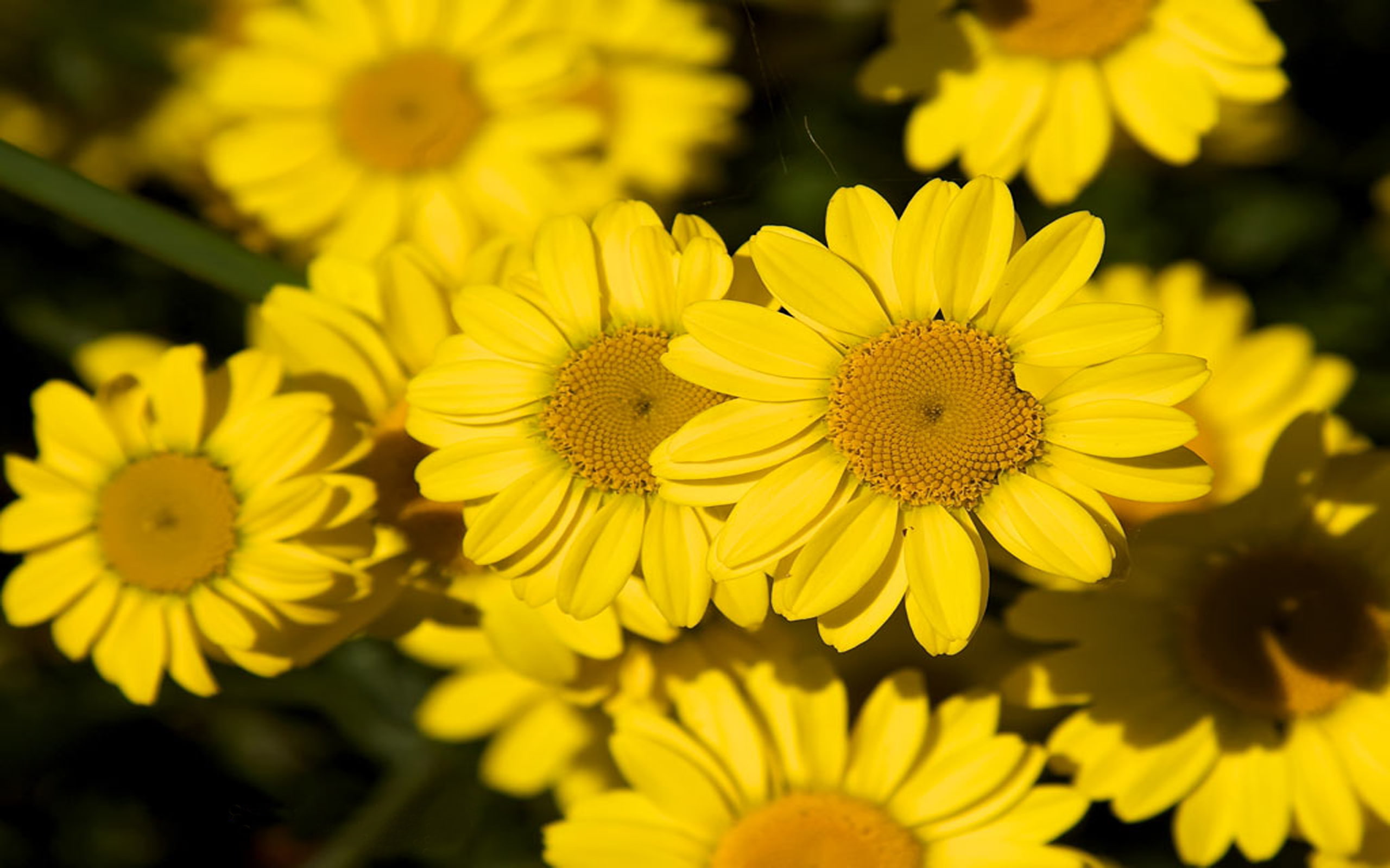  flower, flowers, 2K, yellow, background, ipad, HD Wallpaper