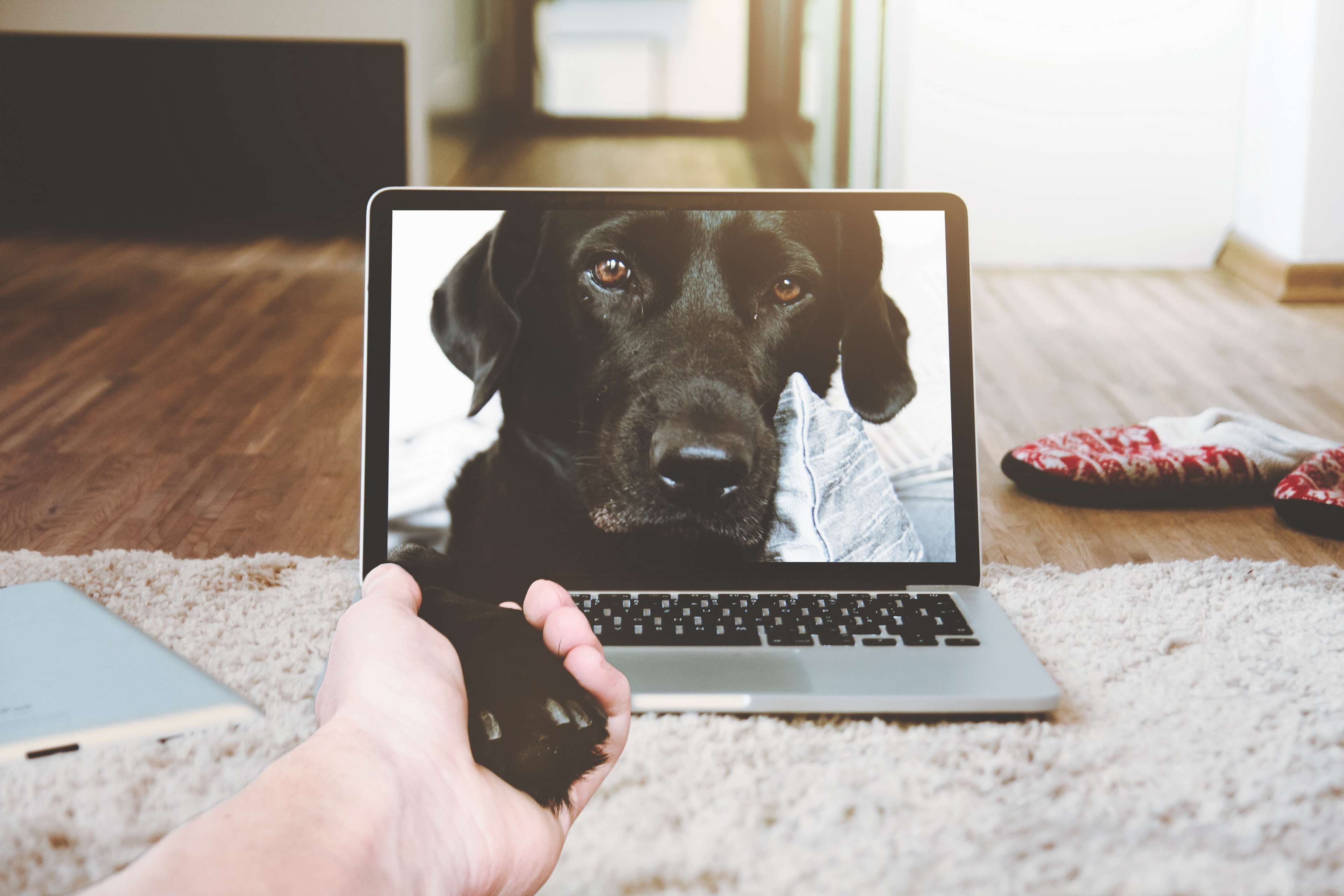 body part, animal, macbook, using laptop, handshake, human body part, indoors, pets, hand, one person, canine, 4K, apple device, home, looking, human hand, HD Wallpaper