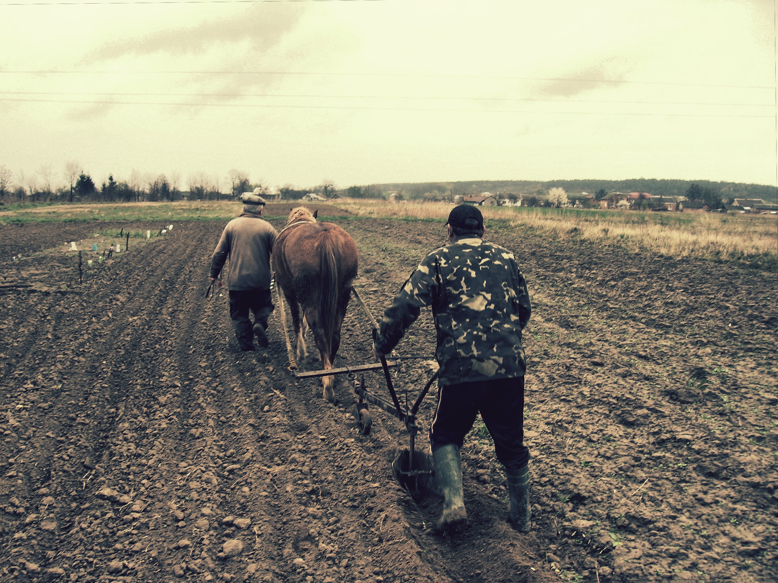 person, government, environment, mammal, heavily, plow, agriculture, land, vegetable garden, treatment, cow, agricultural work, full length, people, field, HD Wallpaper