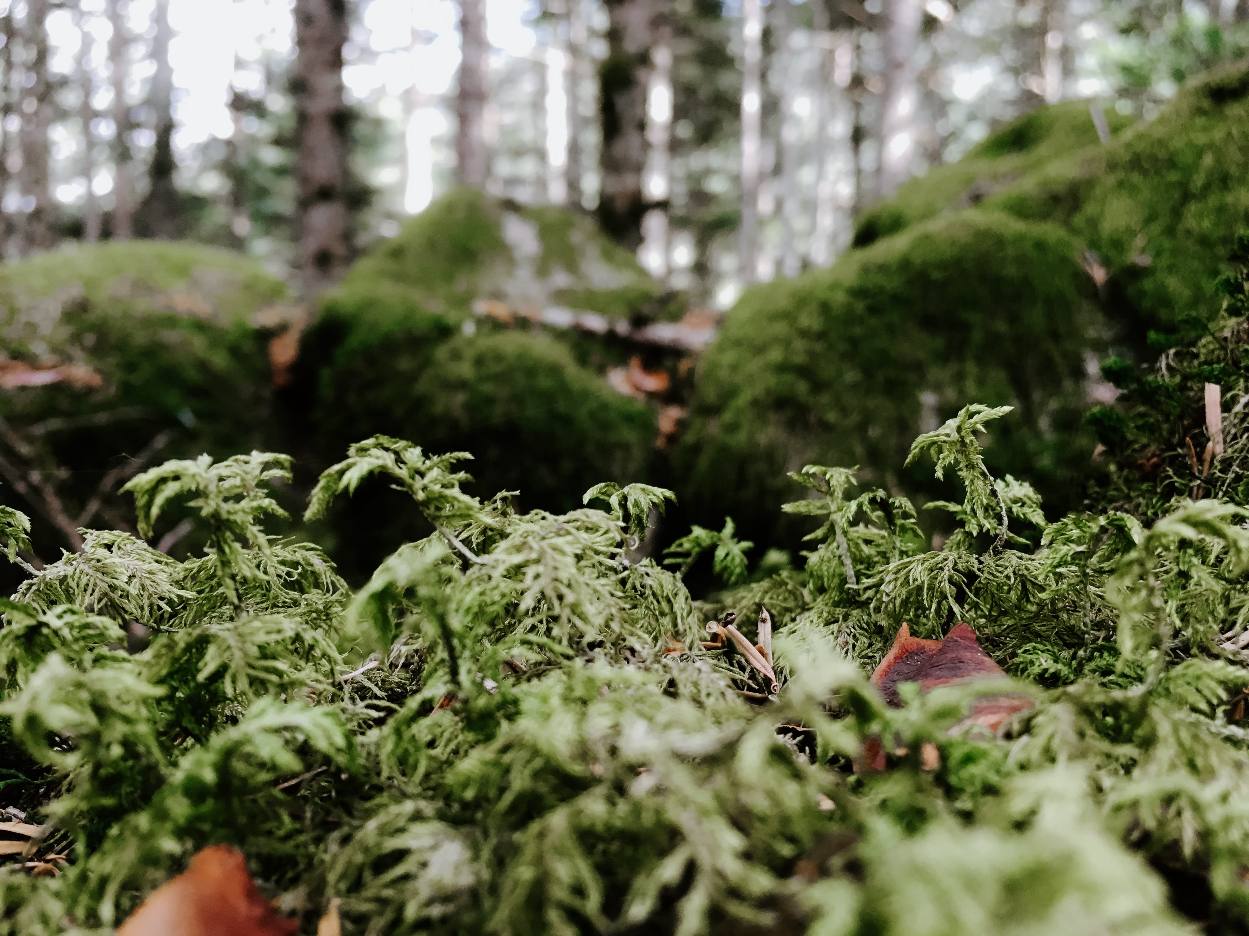 4K, outdoors, food and drink, pine, fern, tree, green, arboles, freshness, treed, musgo, green color, land, ferns, beauty in nature, bosque, tranquility, HD Wallpaper