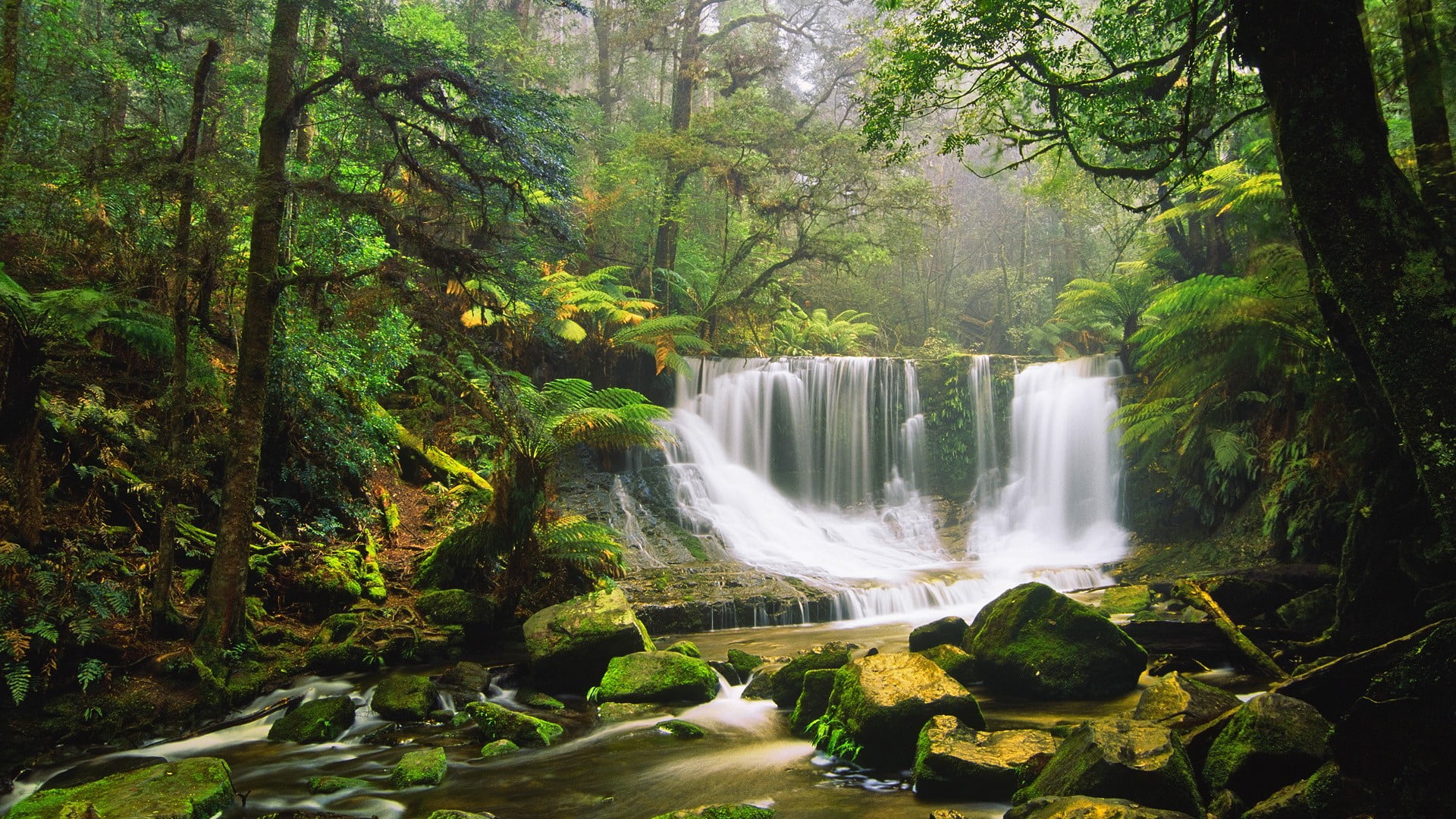 flowing water, plants, environment, outdoors, rock, flowing, leafed, green, power in nature, nature, non-urban scene, water, plant, growth, motion, forest, HD Wallpaper