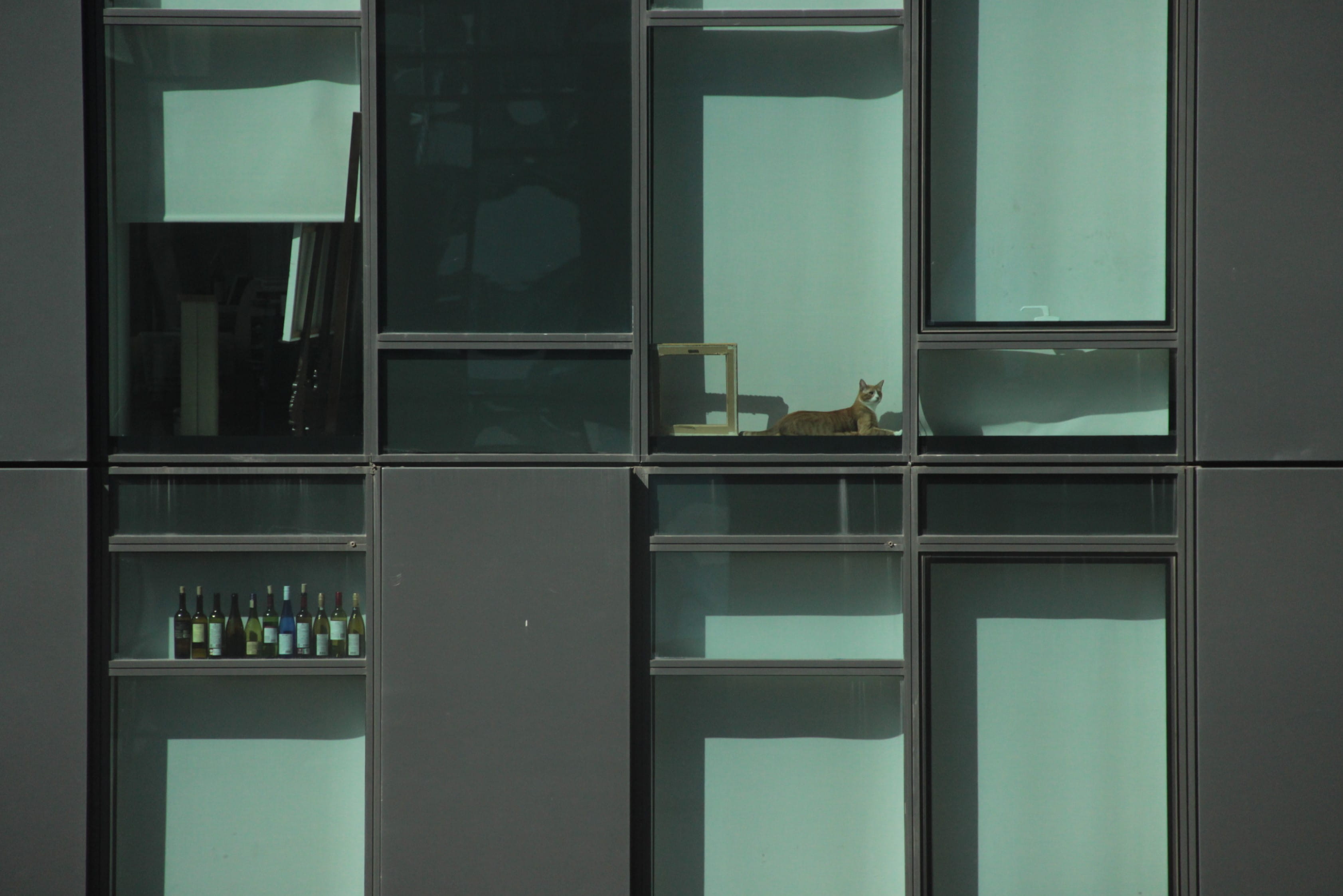 facade, neighborhood, day, open, cat, entrance, nema, glass, window, building exterior, united states, bottle, architecture, transparent, building, glass - material, HD Wallpaper
