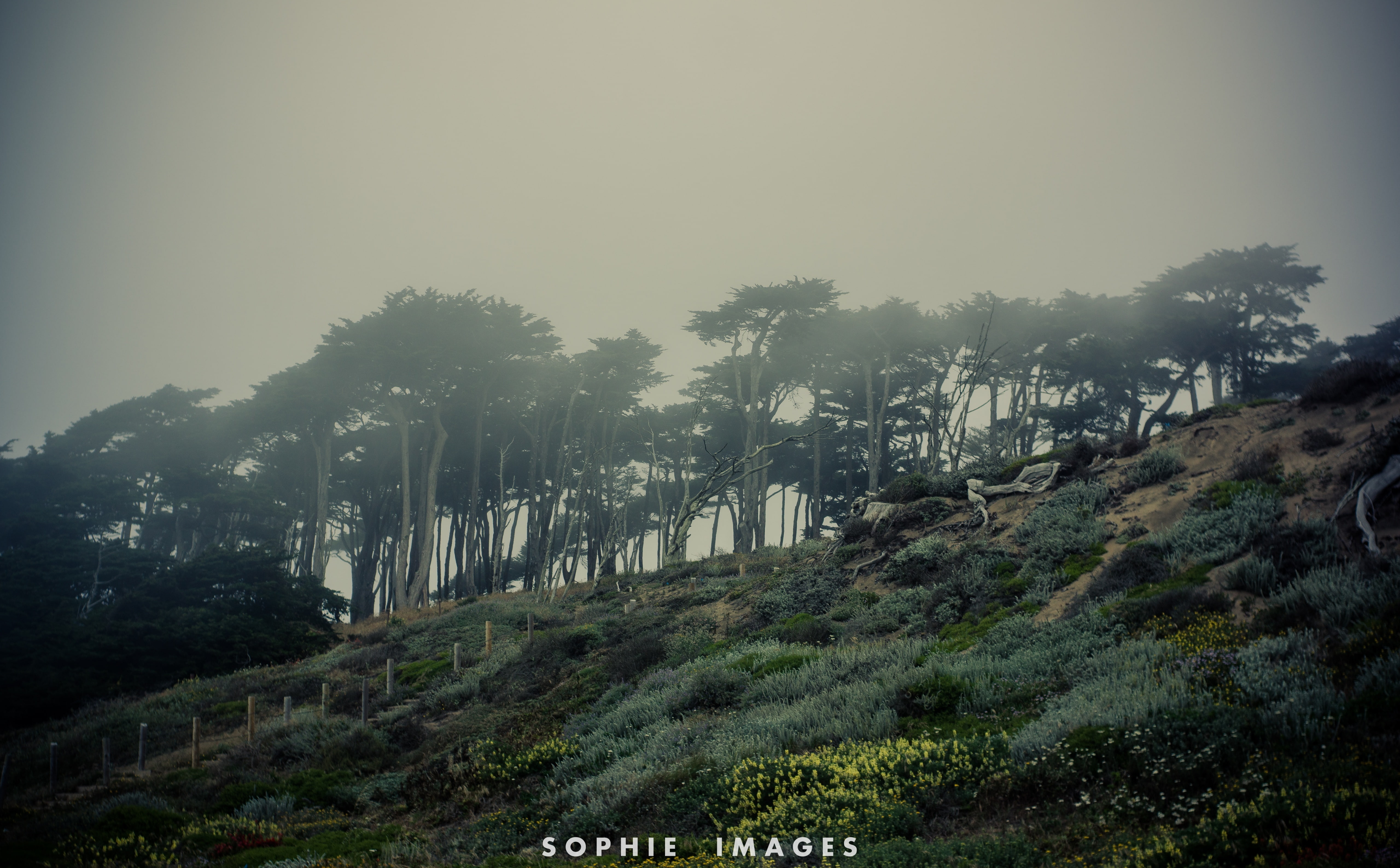 non-urban scene, landsend, idyllic, 5K, sky, California, Nature, no people, twinpeaks, Trees, forest, beauty in nature, sunless, weather, sanfrancisco, HD Wallpaper