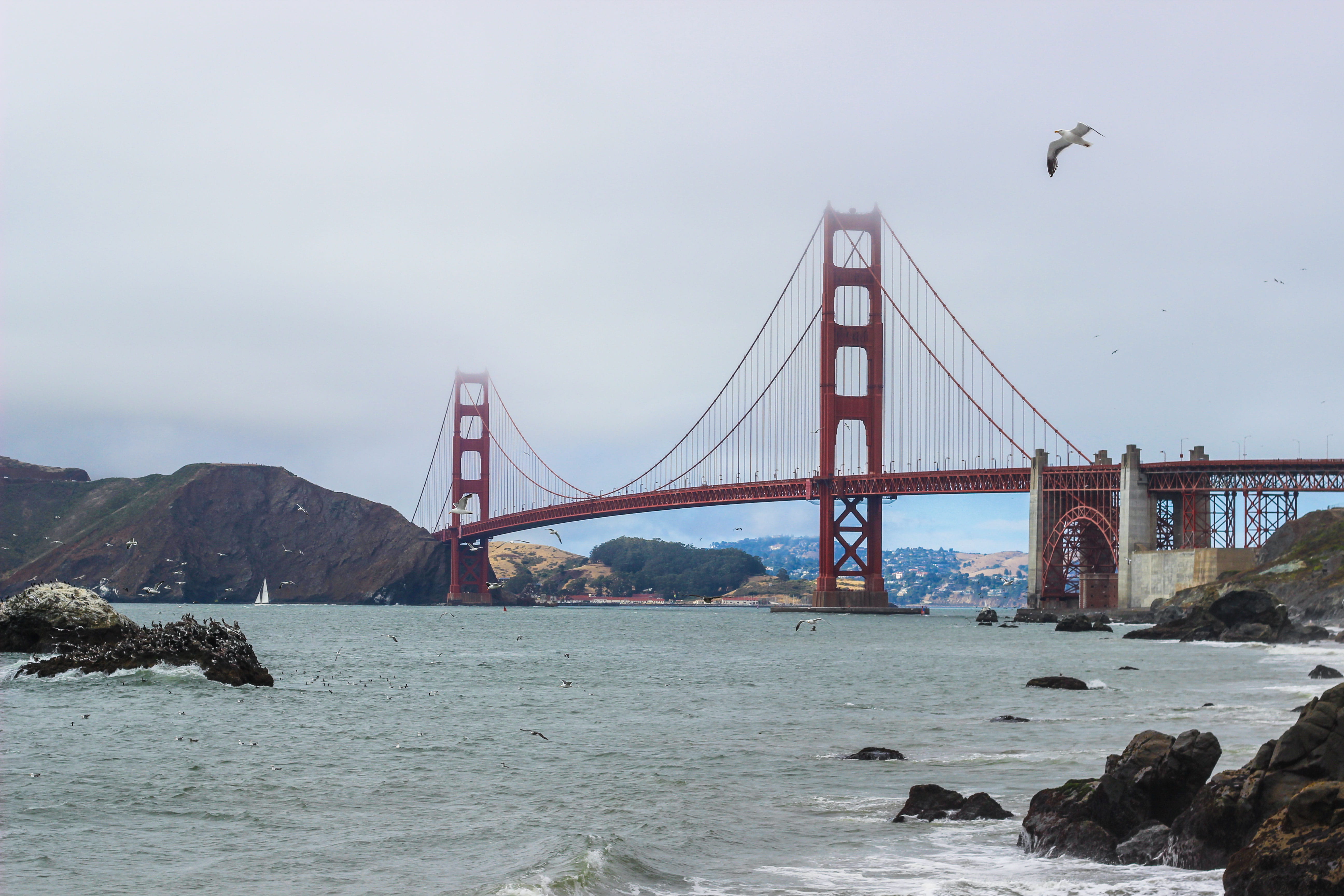 sky, bayarea, 5K, tourism, nature, california, seagull, baker beach, bridge, connection, animal, goldengatebridge, san francisco, bird, bakersbeach, sanfrancisco, HD Wallpaper