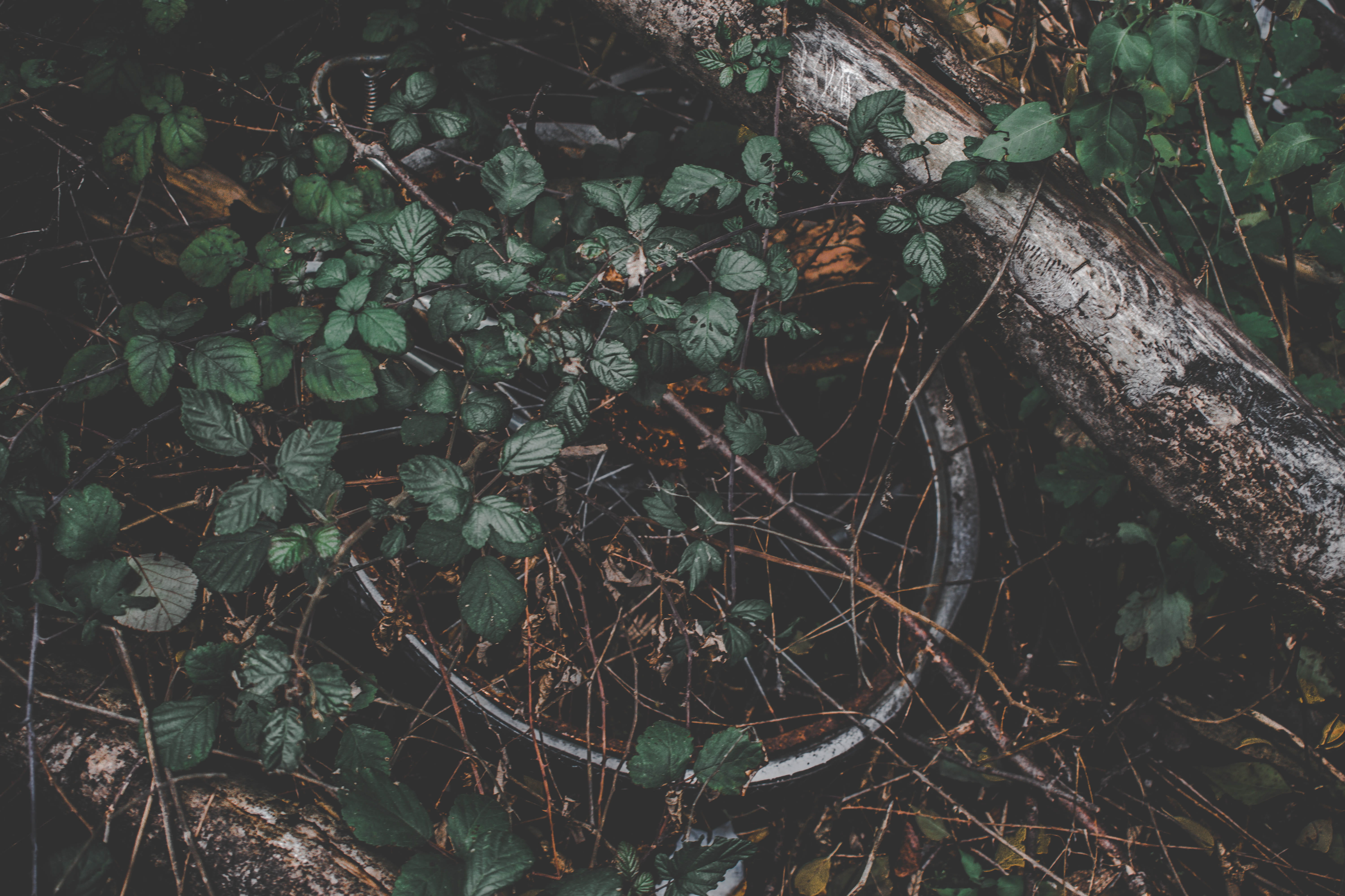 broken wheel, abandon, plant, bike, wheel, abandoned, woodland, foliage, high angle view, urbex, trunk, plant part, leafe, land, branch, tree, nature, 5K, HD Wallpaper