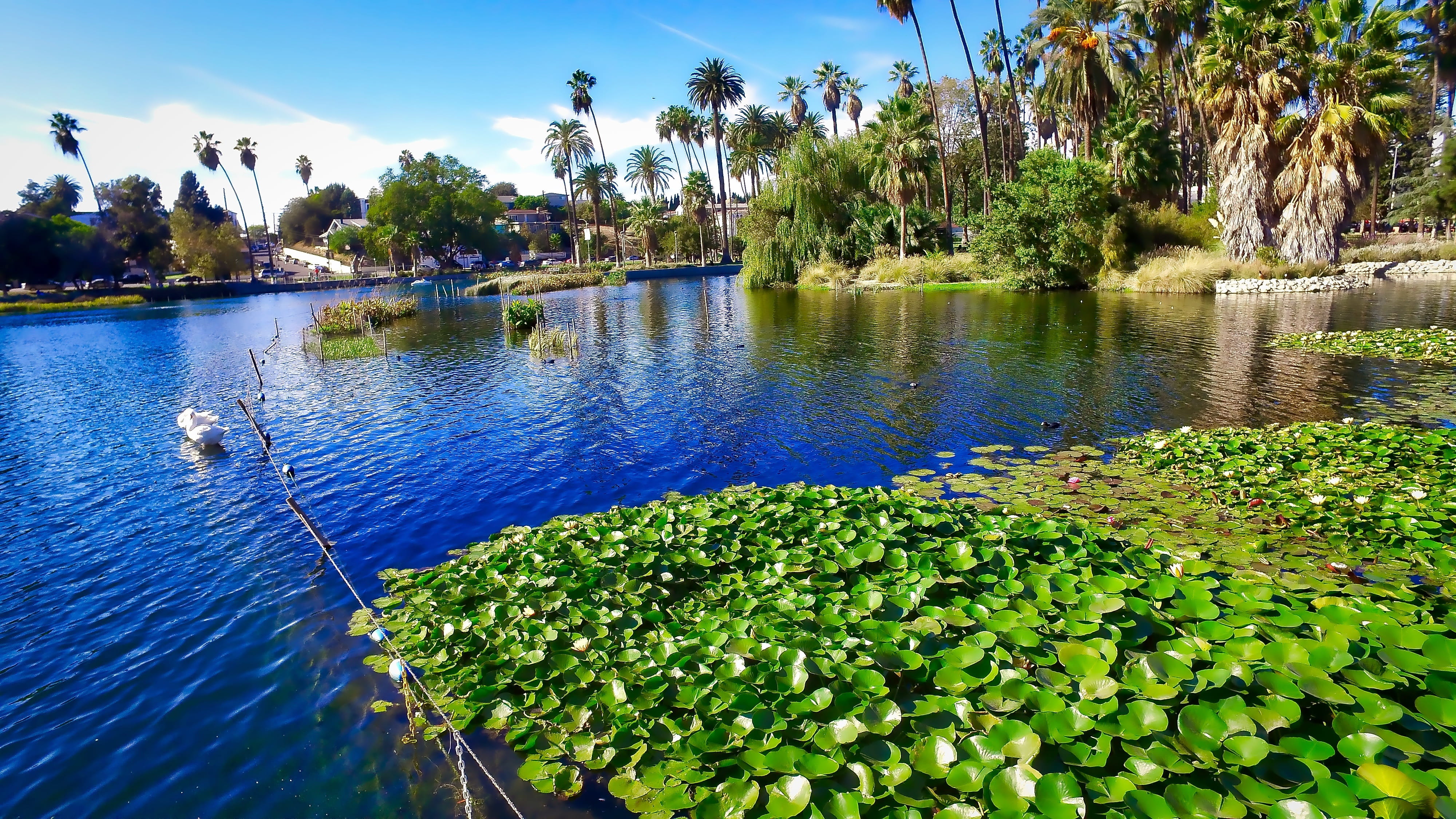 plant, travel Locations, green Color, tree, tropical climate, tranquil scene, holidays, no People, floating on water, built structure, park, landscape, HD Wallpaper