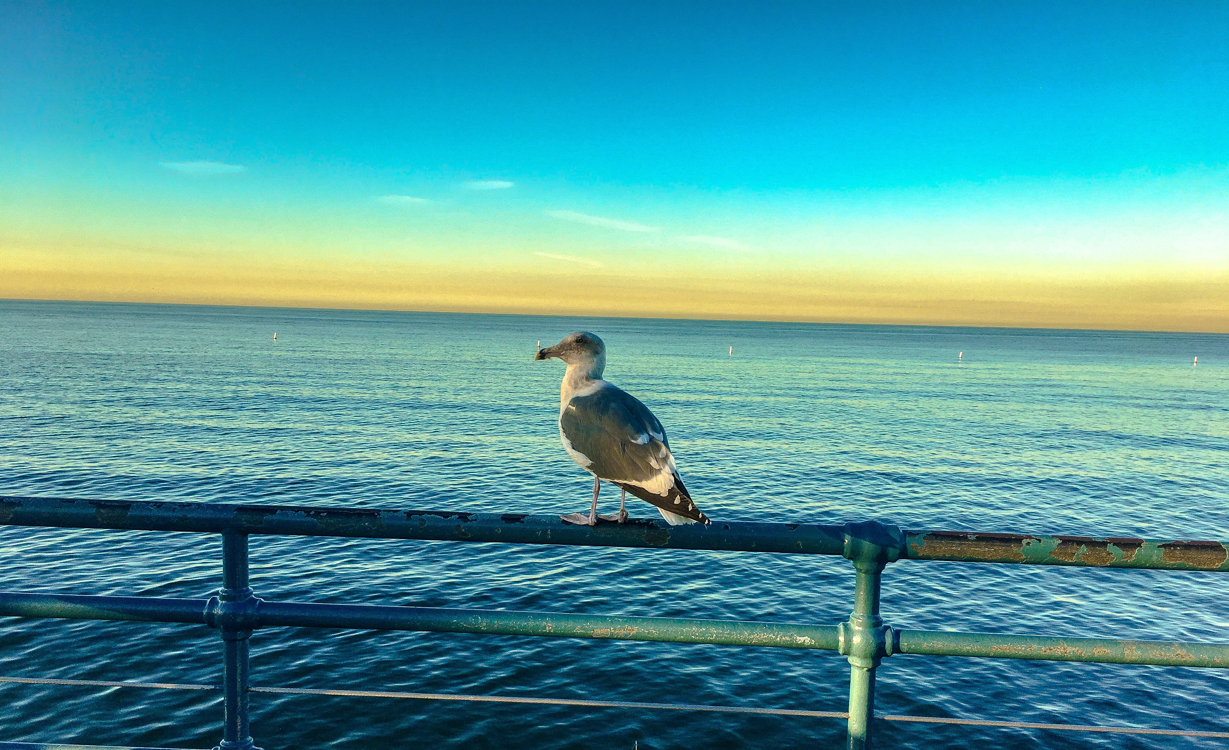 tranquil scene, horizon over water, her recent, in the morning, no people, 4K, the beginning of the day, transparency, ocean, horizon, railing, nature, HD Wallpaper