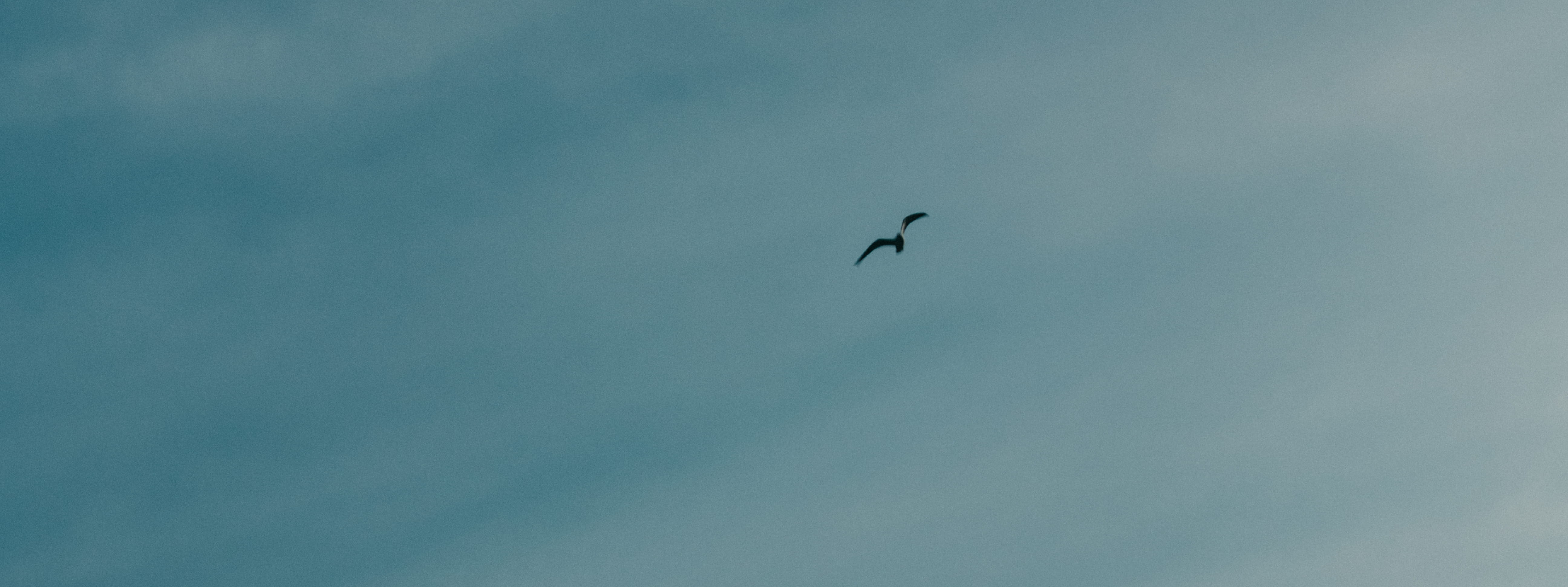 low angle view, blue, berlin, spring, bird, nature, animal themes, vertebrate, germany, cinematic, animal, silhouette, photography, wild, gh4, 5K, summer, HD Wallpaper