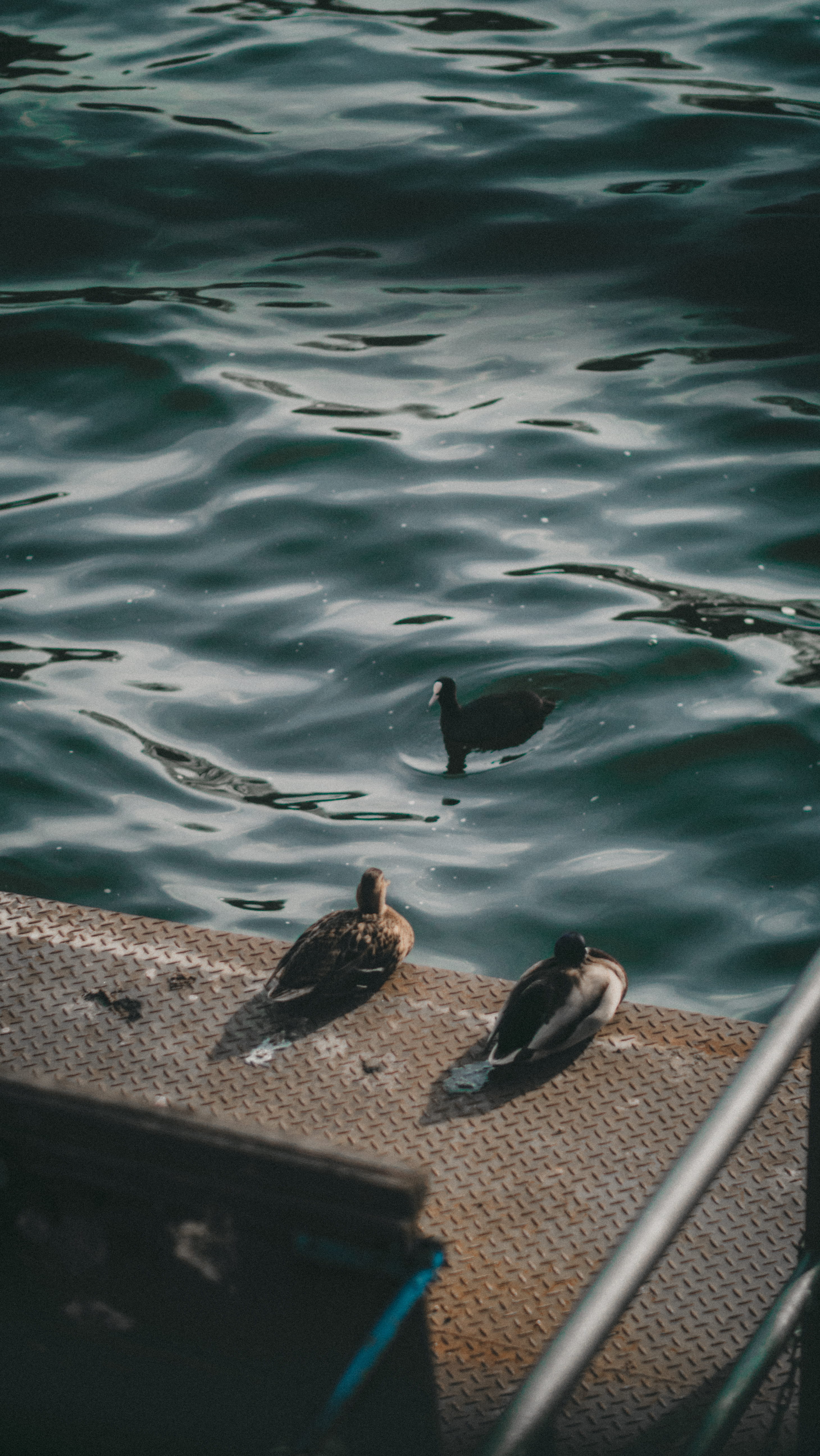 animal, cinematography, vertebrate, animal wildlife, naturephotographer, lumixgh4, berlinfilmmaker, animal themes, water, poultry, filmmaker, bird, germany, Phone HD Wallpaper