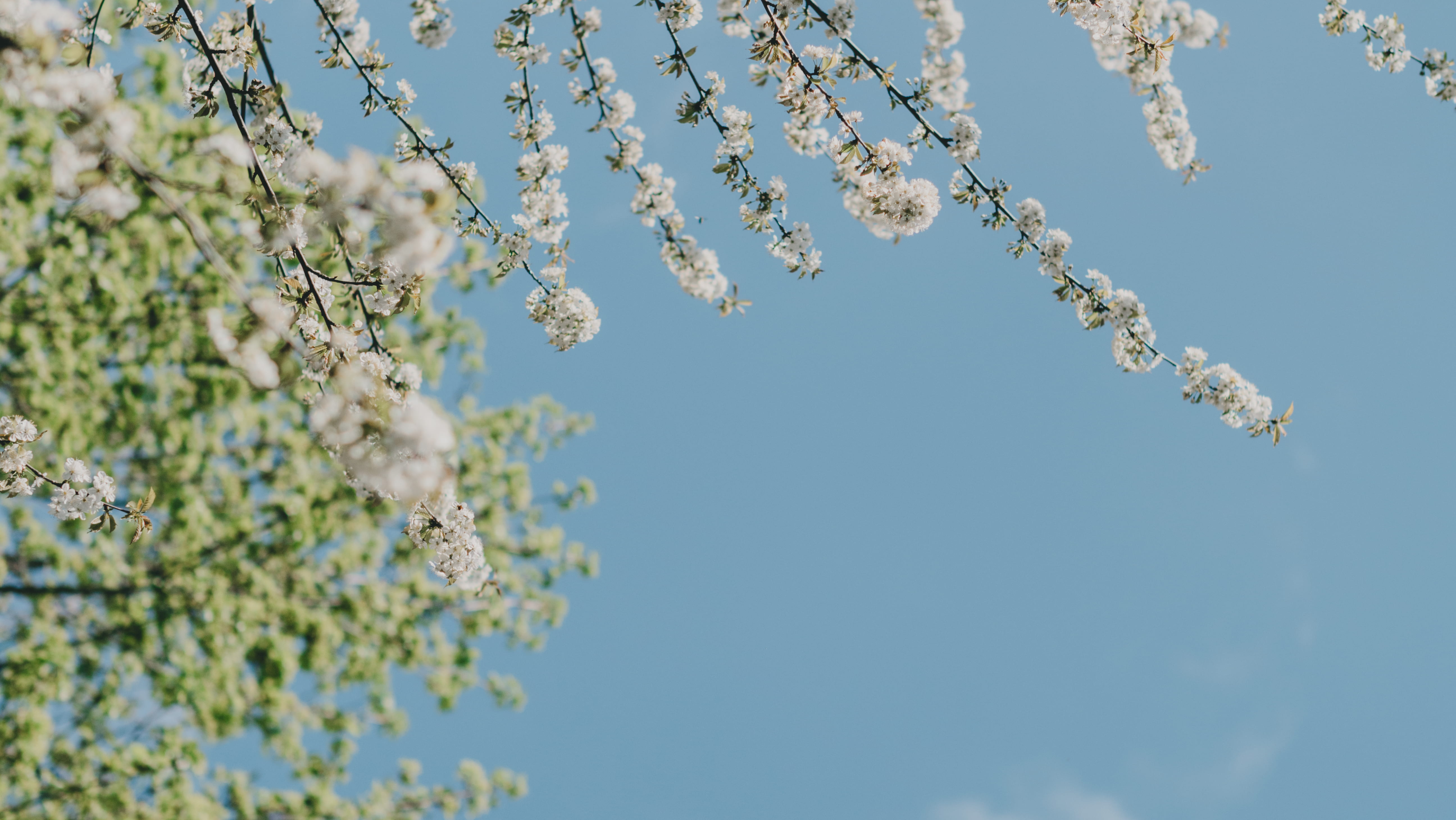 flowering plant, springtime, flower, nature, white, photography, bluesky, 5K, day, freshness, pollination, fragility, flowers, flower head, blue sky, cherry tree, HD Wallpaper