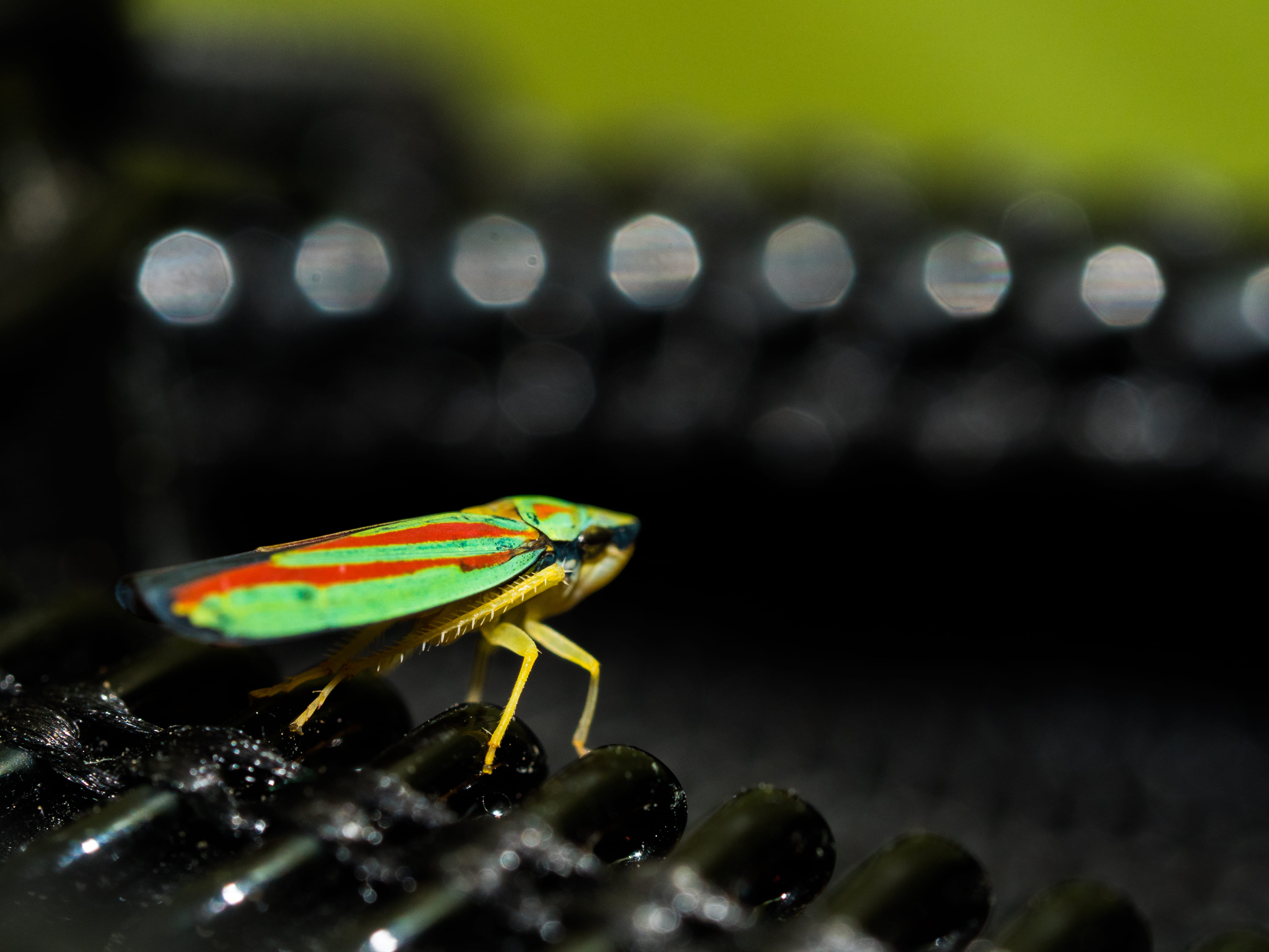 macro, animal themes, vibrant, 4K, animals in the wild, outdoors, invertebrate, vertebrate, camping, close-up, insect, focus on foreground, focus, gh4, HD Wallpaper