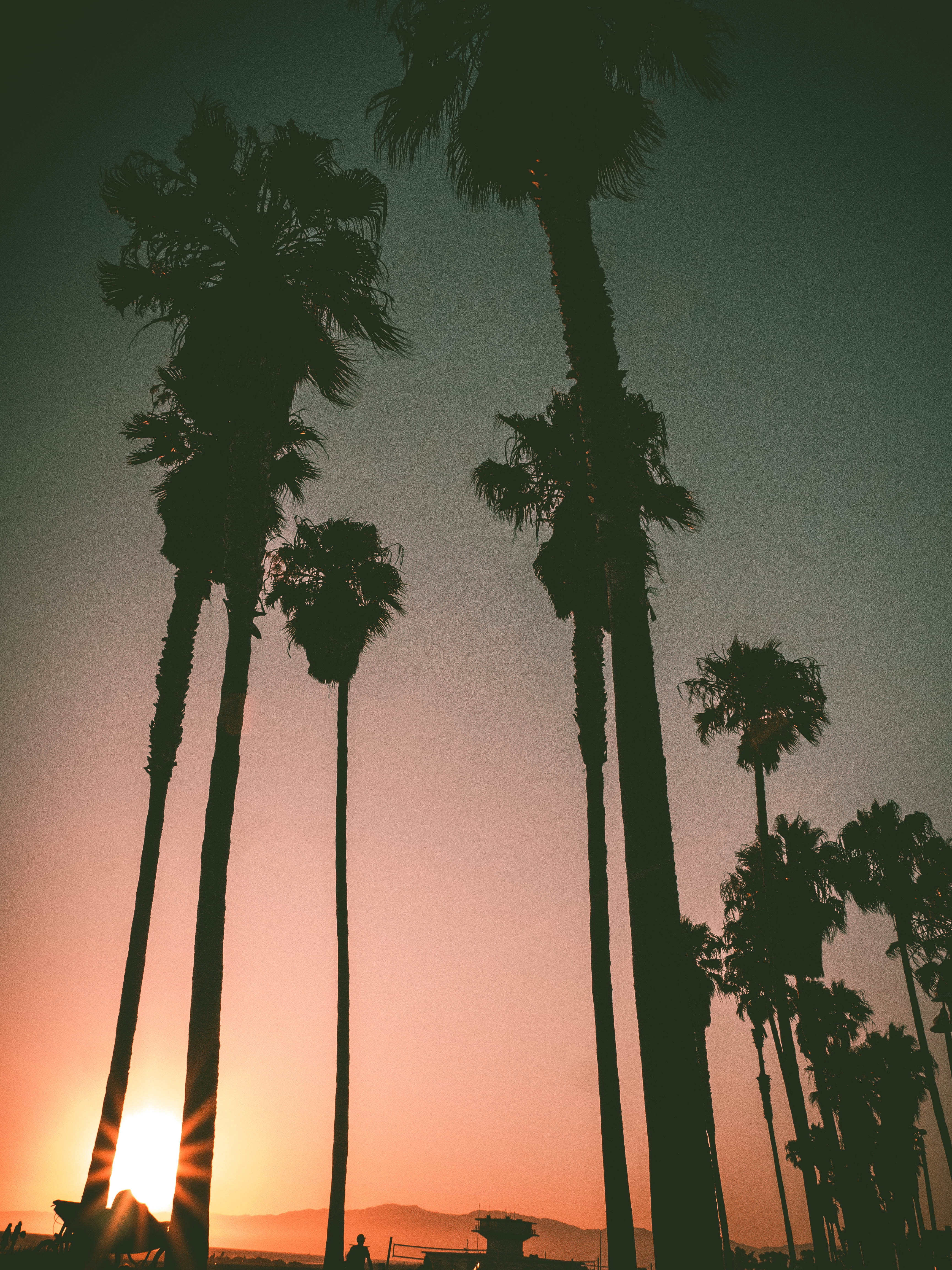 tall - high, Panasonic, Lumix, growth, palm leaf, Ocean, tranquil scene, nature, California, palm tree, Palm, clear sky, 4K, outdoors, no people, silhouette, Phone HD Wallpaper