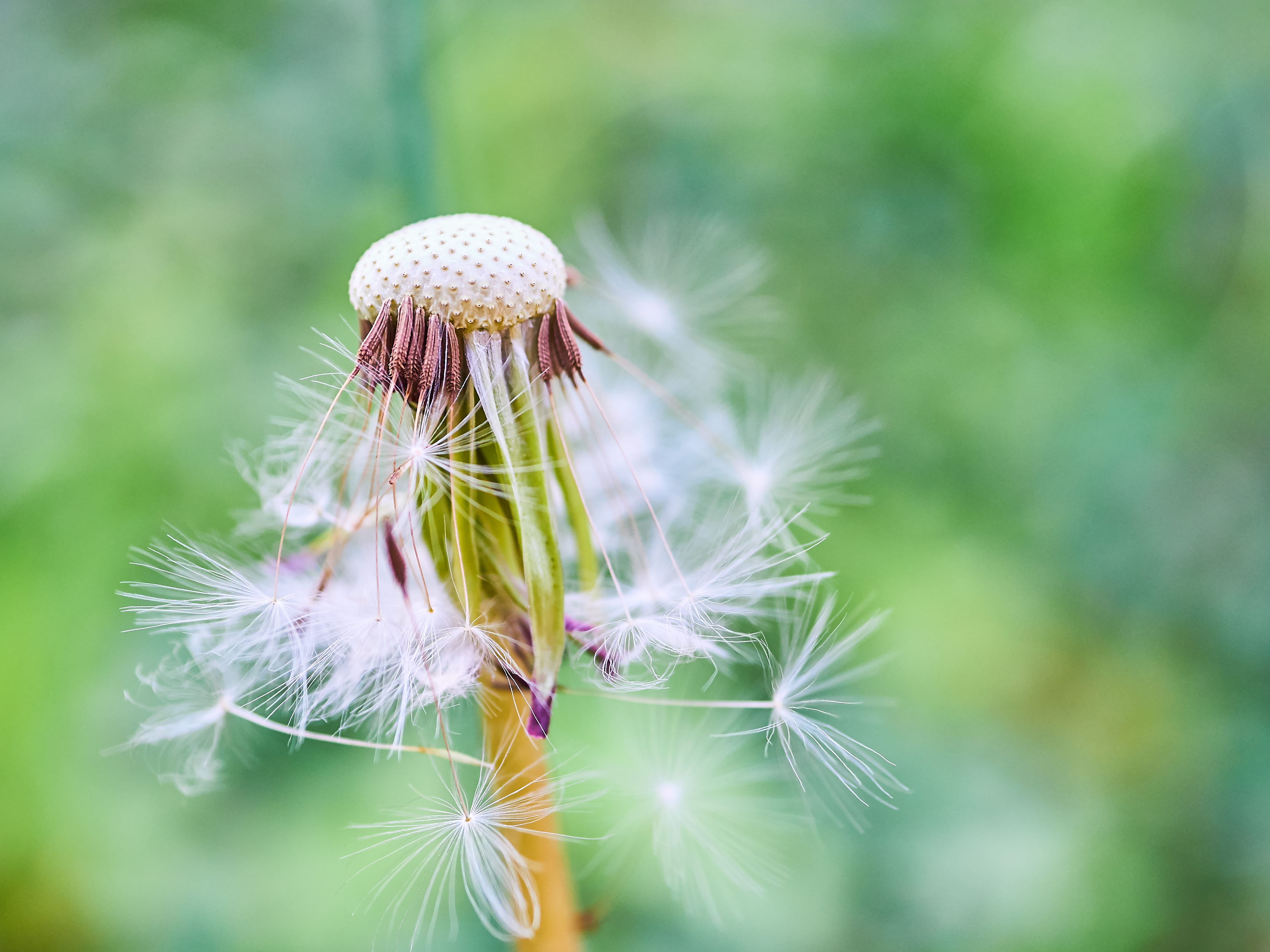 united states, softness, vulnerability, day, close-up, morgantown, 4K, sharp, outdoors, beauty in nature, gh4, selective focus, simple, white, red, white color, HD Wallpaper