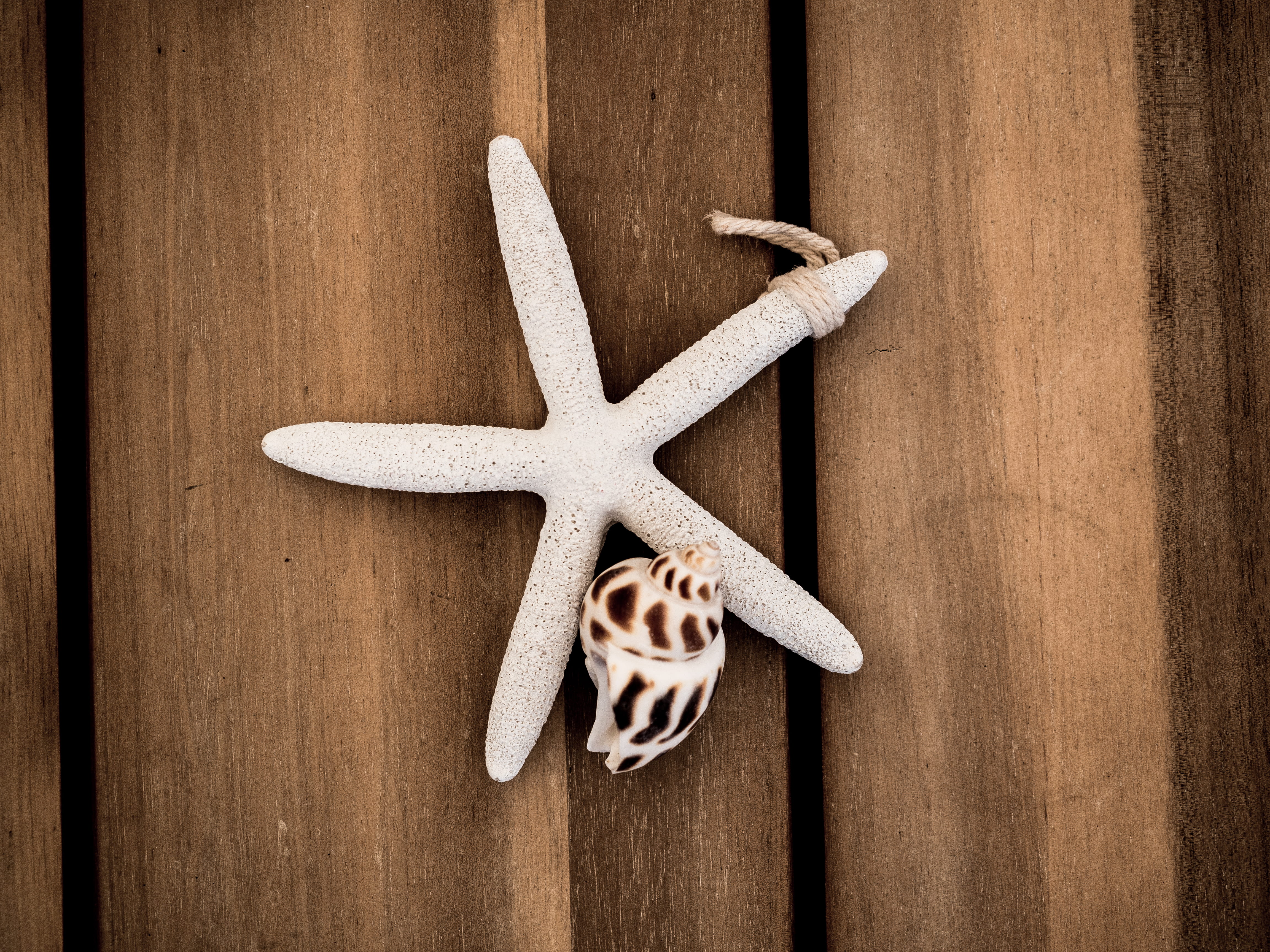 shape, shell, old, animal wildlife, 4K, nature, beach, close-up, no people, star shape, wood, directly above, table, design, bribie island, textured, still life, HD Wallpaper