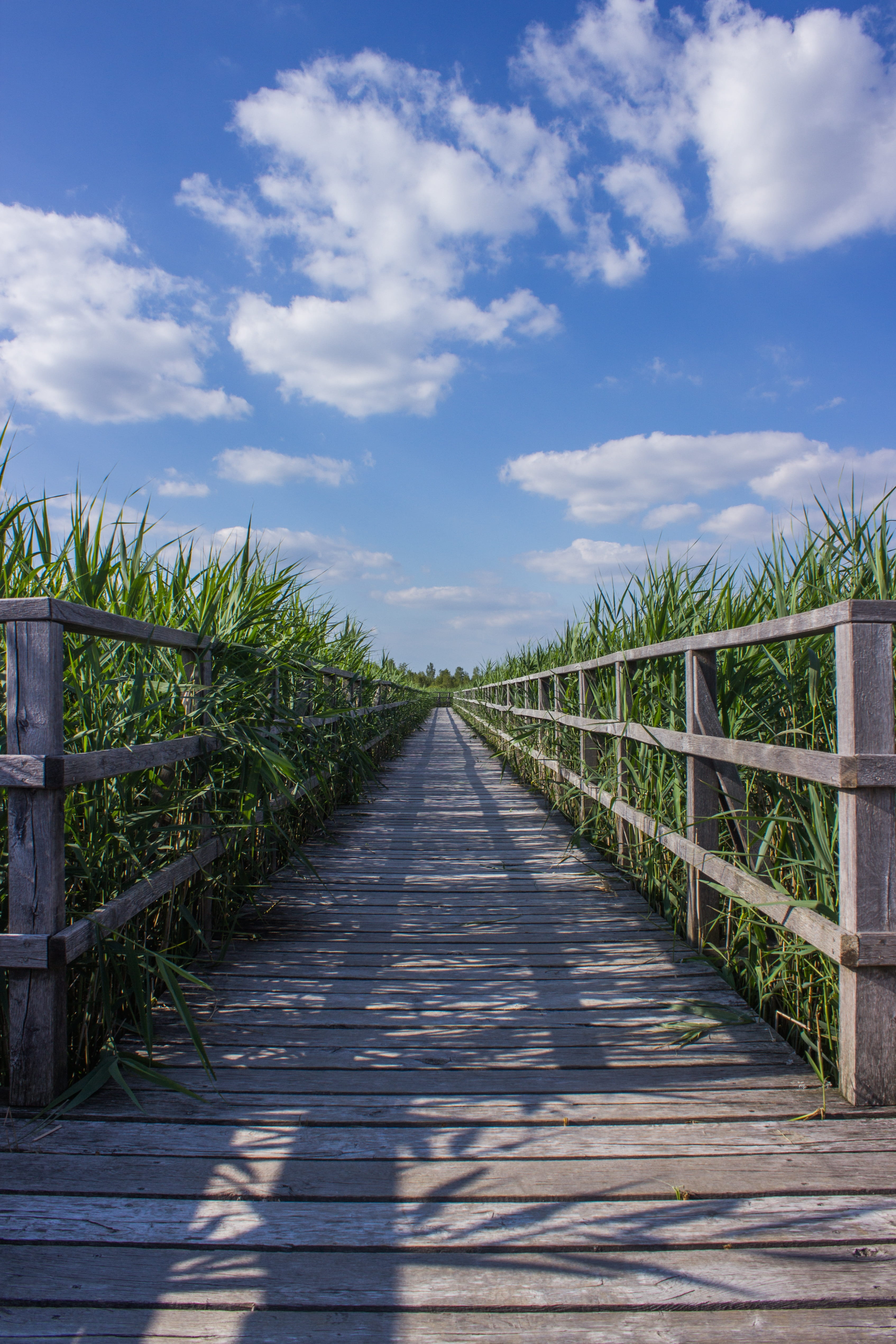 focus, tranquil scene, grass, outdoors, wood - material, cloudy, wood, green, long, plantation, 4K, target, plant, road, beauty in nature, boardwalk, reed, Phone HD Wallpaper