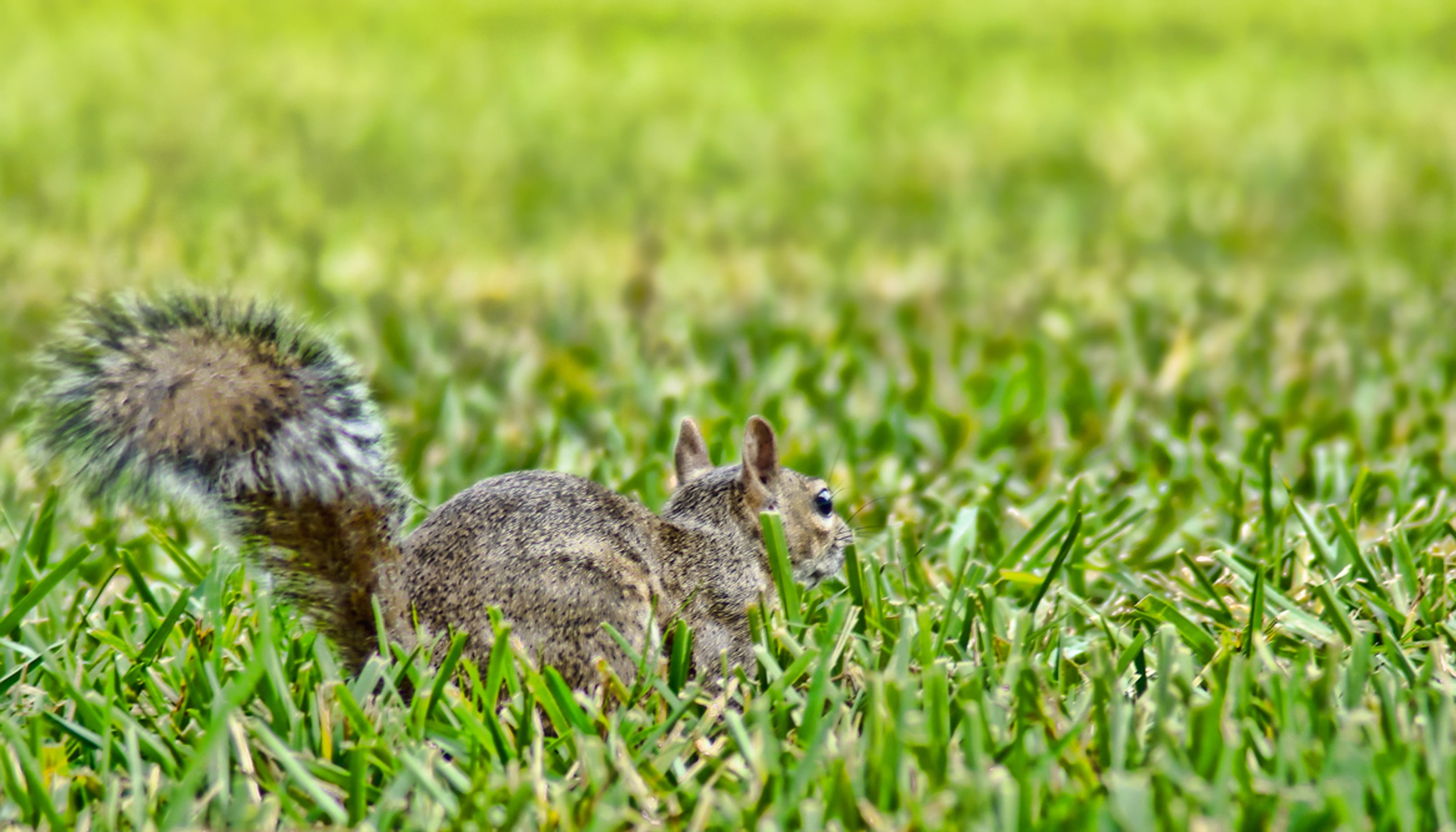 grass, no people, green, sciuridae, nature, uptown, animal themes, animal, vertebrate, altamonte springs, animals in the wild, green color, focus on foreground, HD Wallpaper