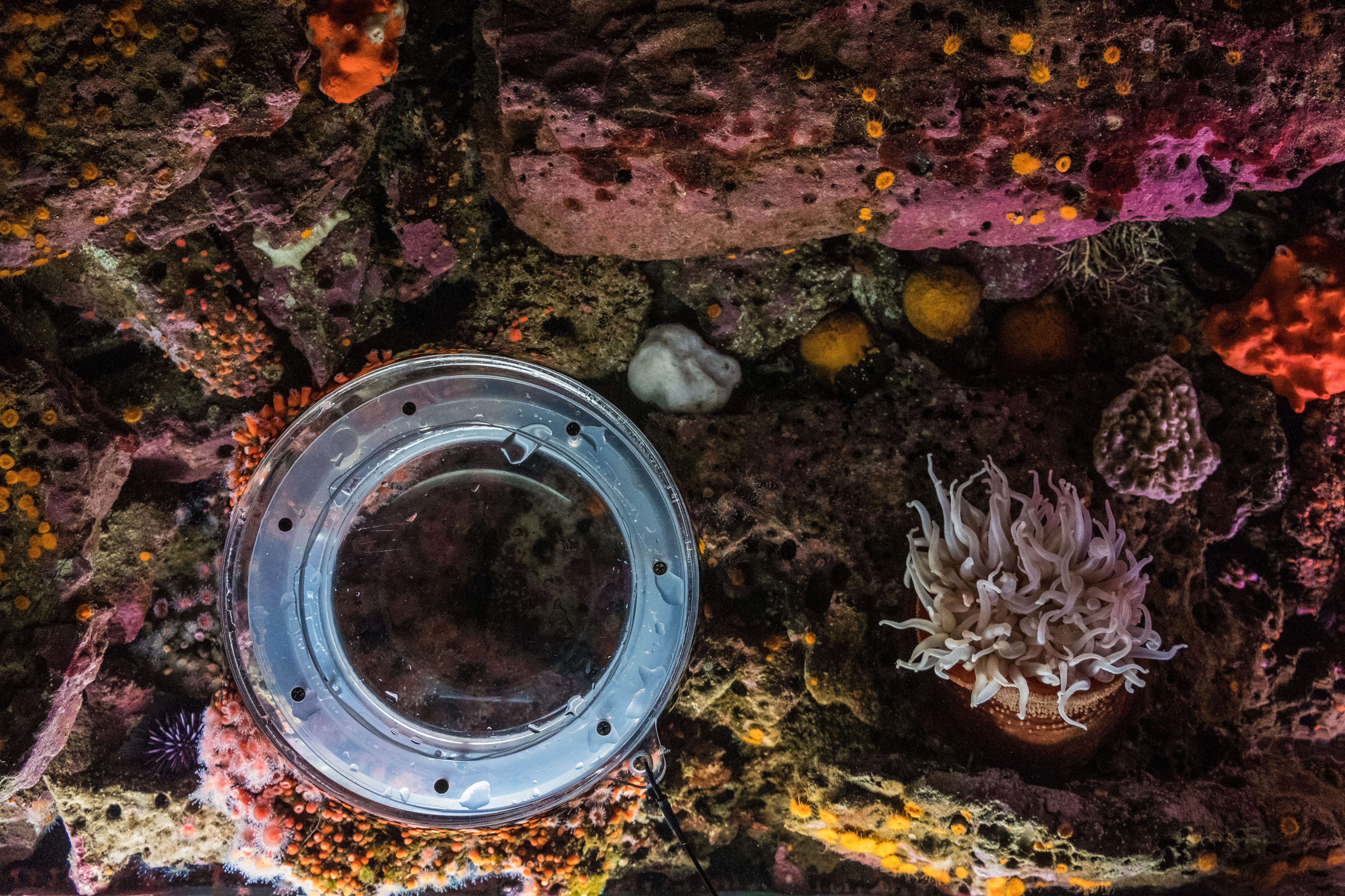 invertebrate, no people, marine, animals, sea life, geometric shape, animal wildlife, animals in the wild, animal themes, animal, ca, rock - object, monterrey, HD Wallpaper