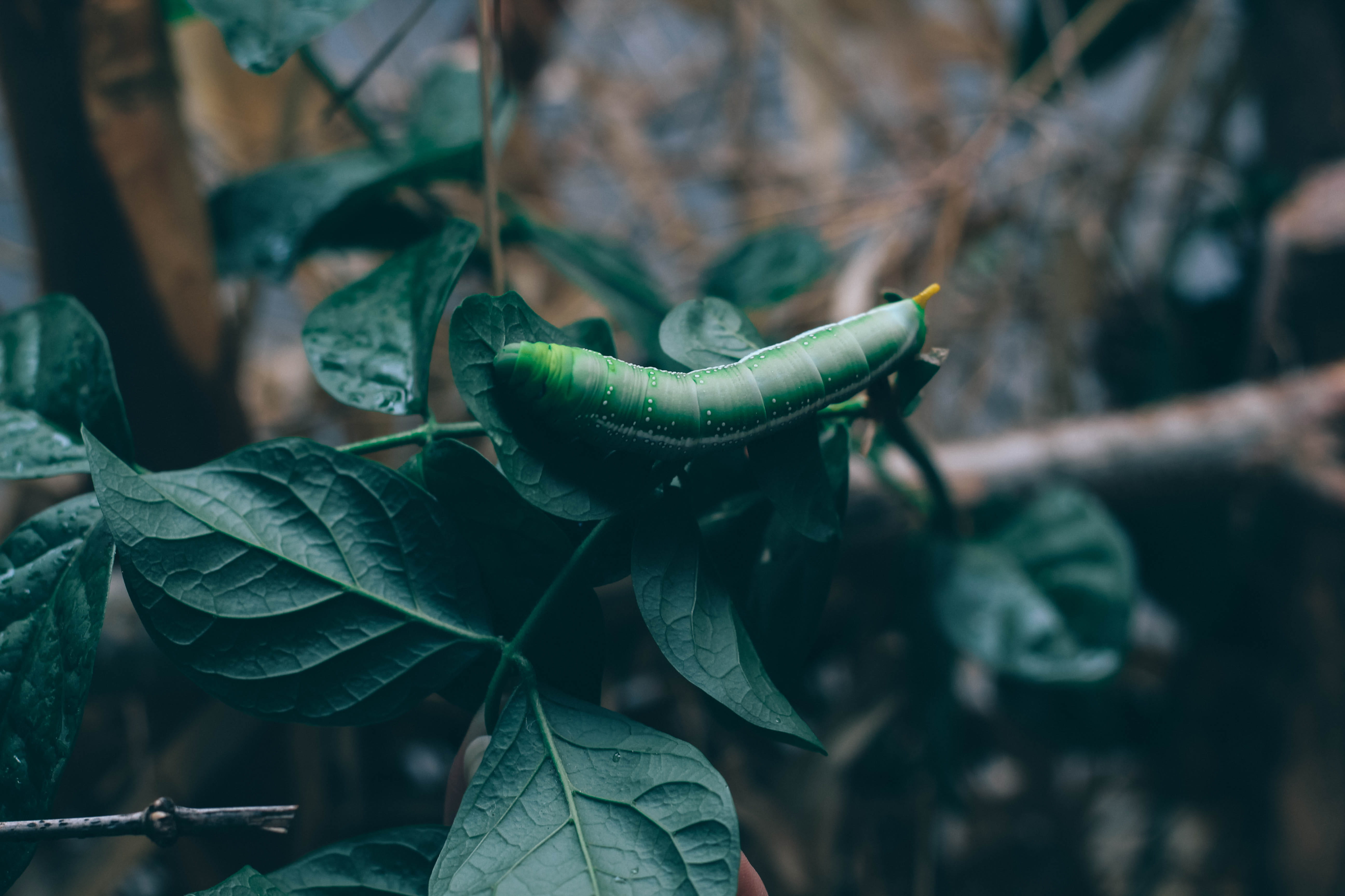 leaf, animals in the wild, beauty in nature, one animal, animal, freshness, puzhu, leaves, 5K, flower, branch, life, india, tree, focus on foreground, HD Wallpaper